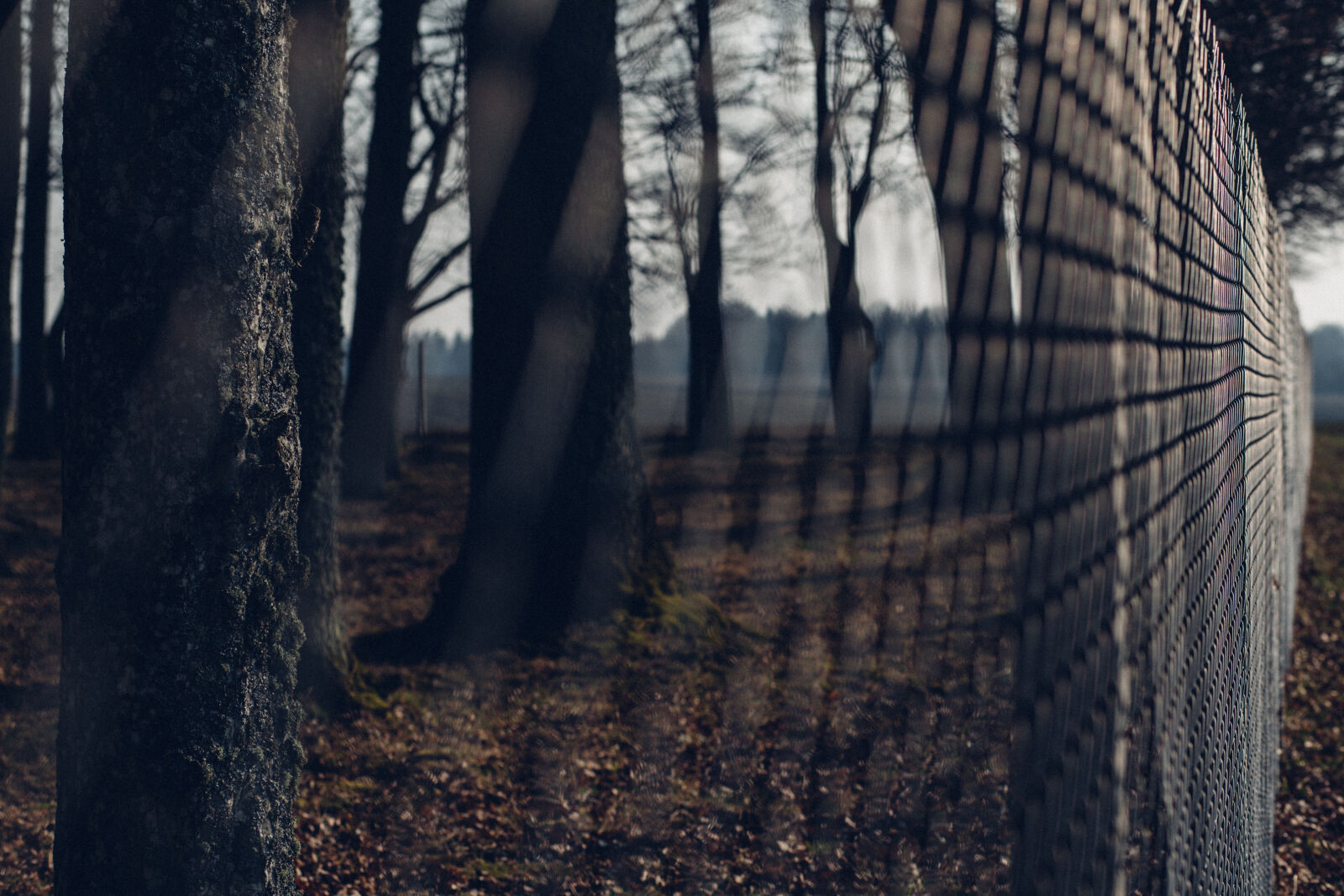 Canon EF 85mm F1.8 USM sample photo. Chain, link, fence, with photography