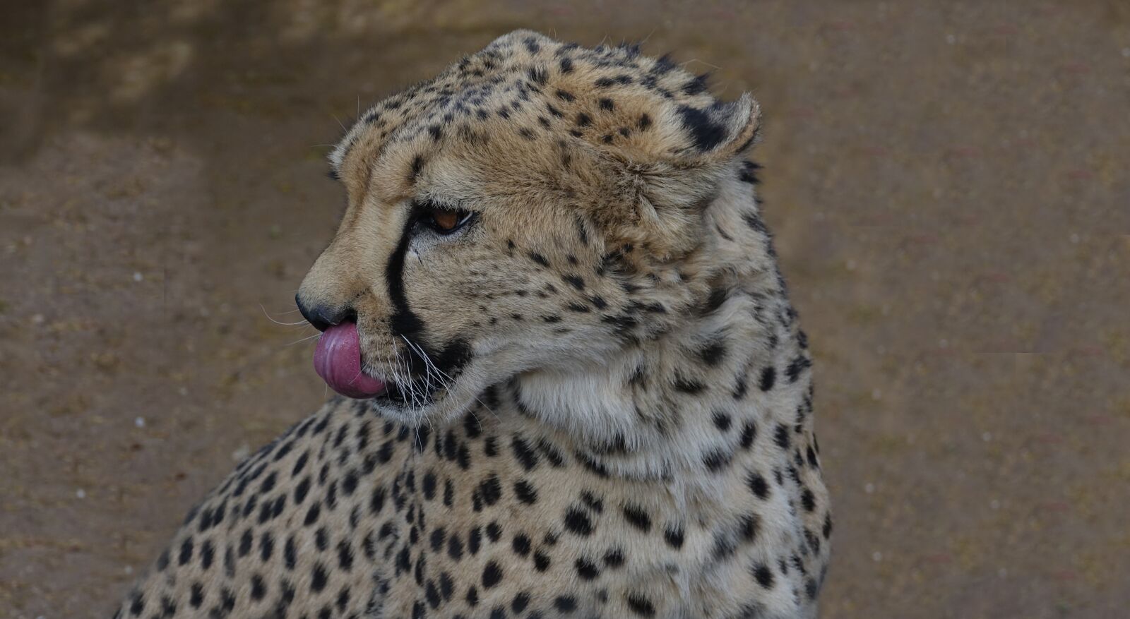 Sony Cyber-shot DSC-RX10 III sample photo. Leopard, botswana, wildcat photography