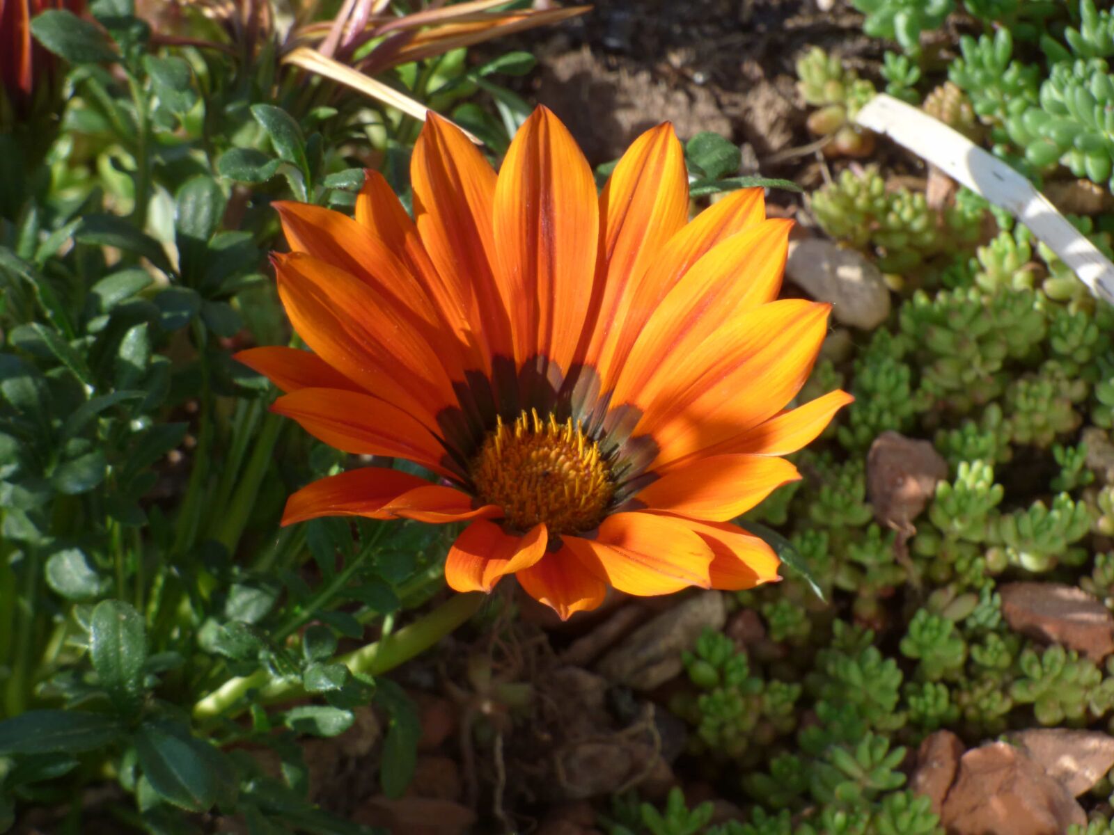 Panasonic DMC-FZ72 sample photo. Flower garden, orange yellow photography