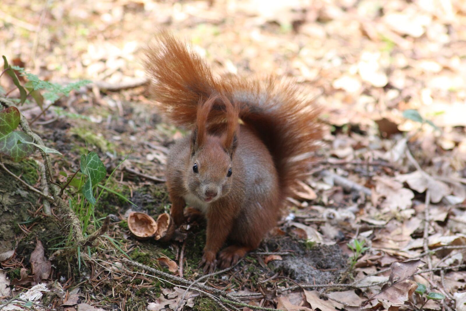 Canon EOS 700D (EOS Rebel T5i / EOS Kiss X7i) sample photo. Nature, the squirrel, tail photography