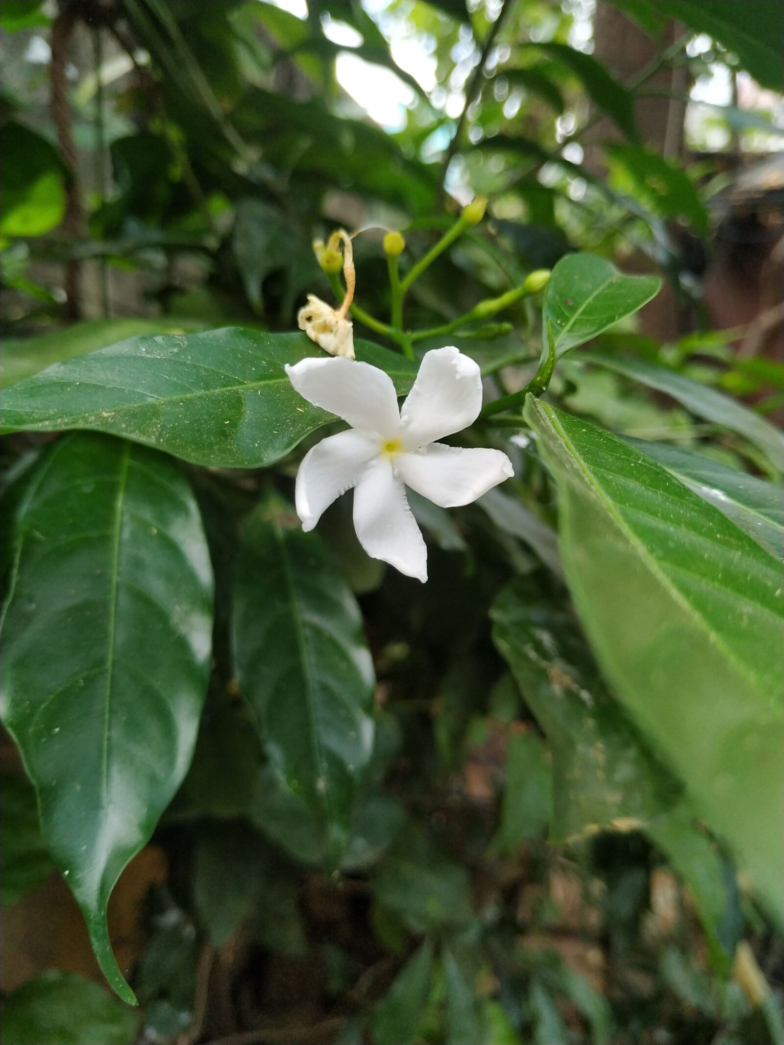 Xiaomi Redmi Note 6 Pro sample photo. White, greenish, flower photography