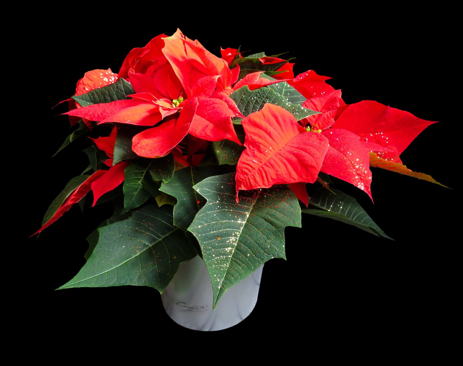 Canon PowerShot SX50 HS sample photo. Flower, poinsettia, plant photography