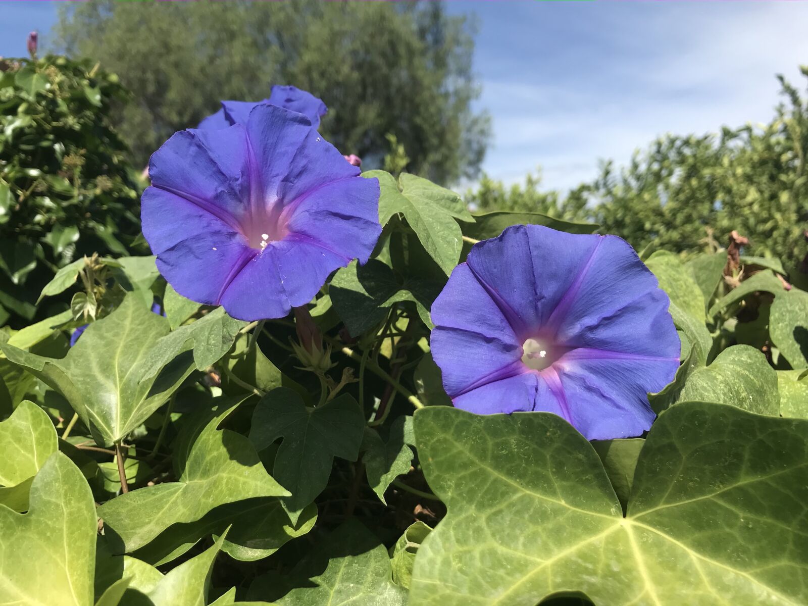 iPhone 7 back camera 3.99mm f/1.8 sample photo. Plants, flowers, blue photography