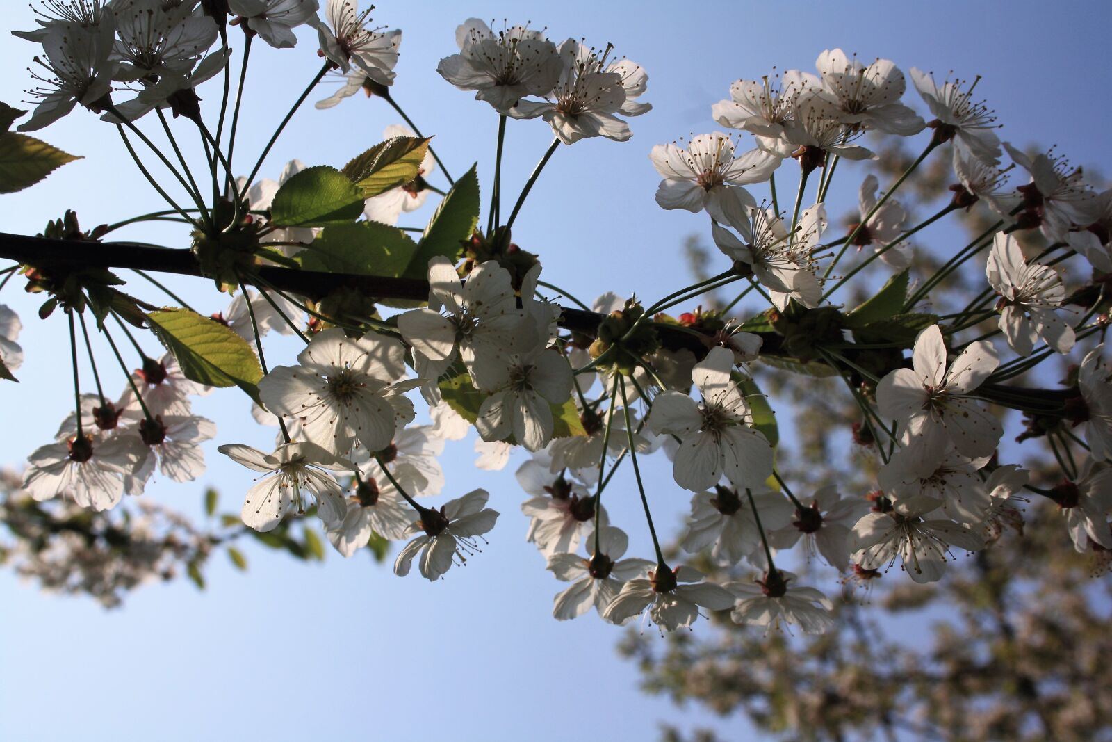 Canon EOS 1000D (EOS Digital Rebel XS / EOS Kiss F) sample photo. Cherry blossoms, sky, blue photography