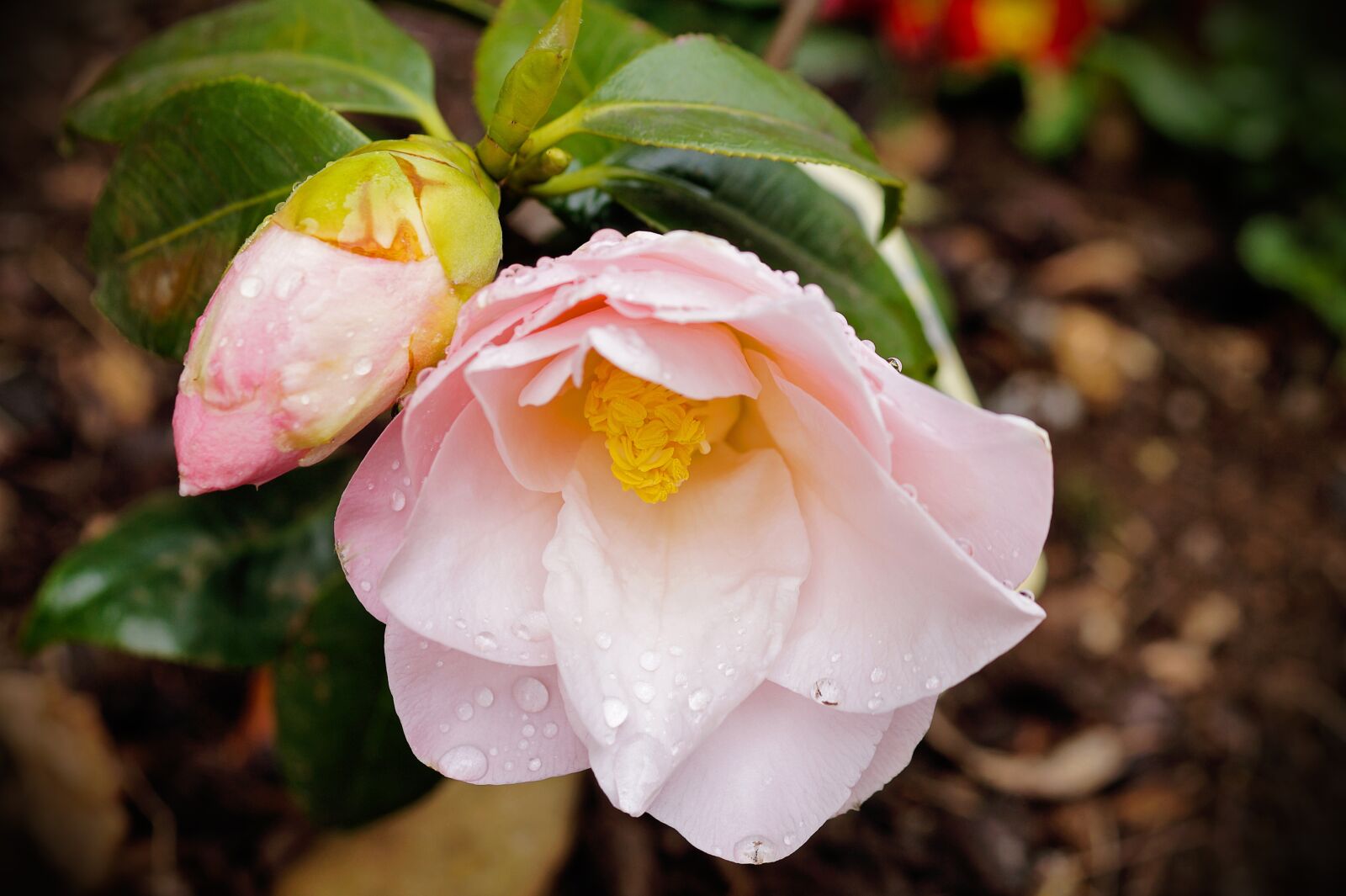 Sony SLT-A58 + Sony DT 30mm F2.8 Macro SAM sample photo. Flower, rosa, floral photography