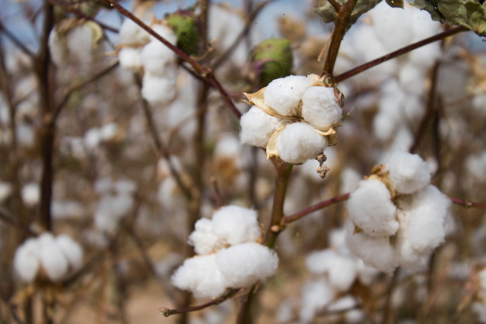 Canon EOS 1100D (EOS Rebel T3 / EOS Kiss X50) sample photo. Cotton, depth, of, field photography