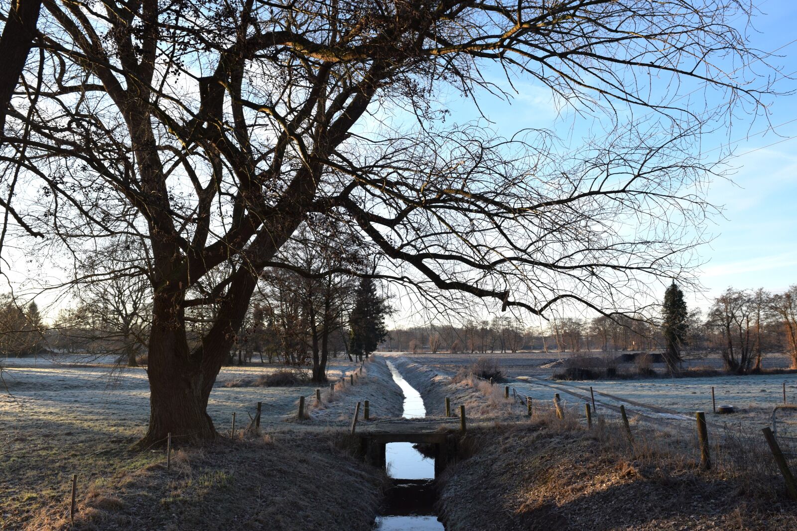 Nikon D3300 sample photo. Winter, frost, bach photography