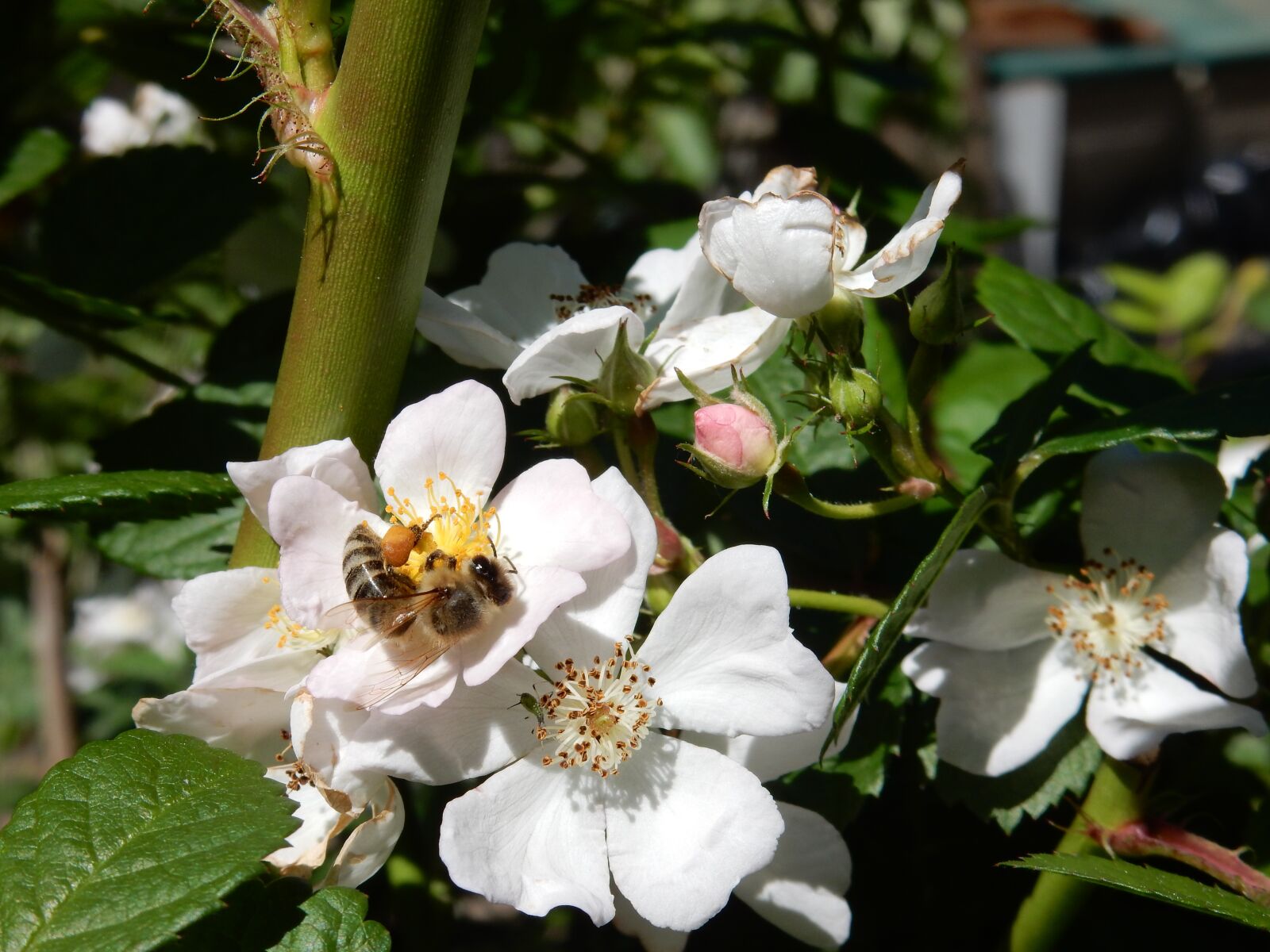 Nikon Coolpix S9900 sample photo. Wild, rose, flowers photography