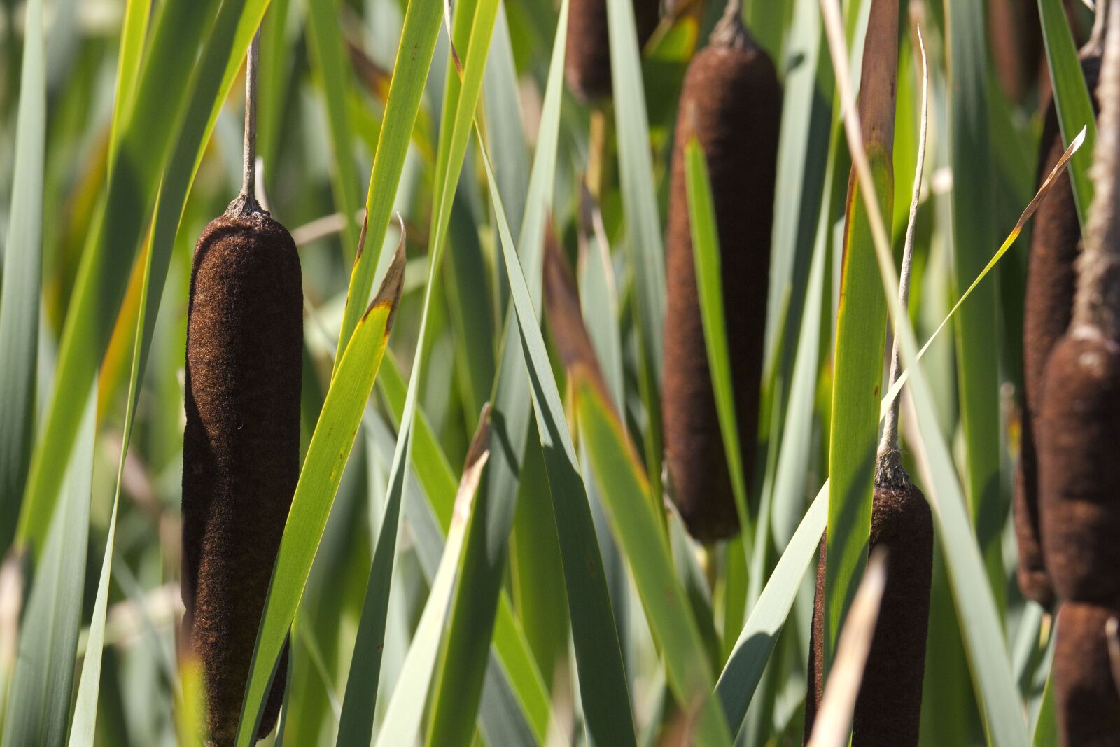 Canon EOS 550D (EOS Rebel T2i / EOS Kiss X4) sample photo. Cattail, cat tail, shore photography