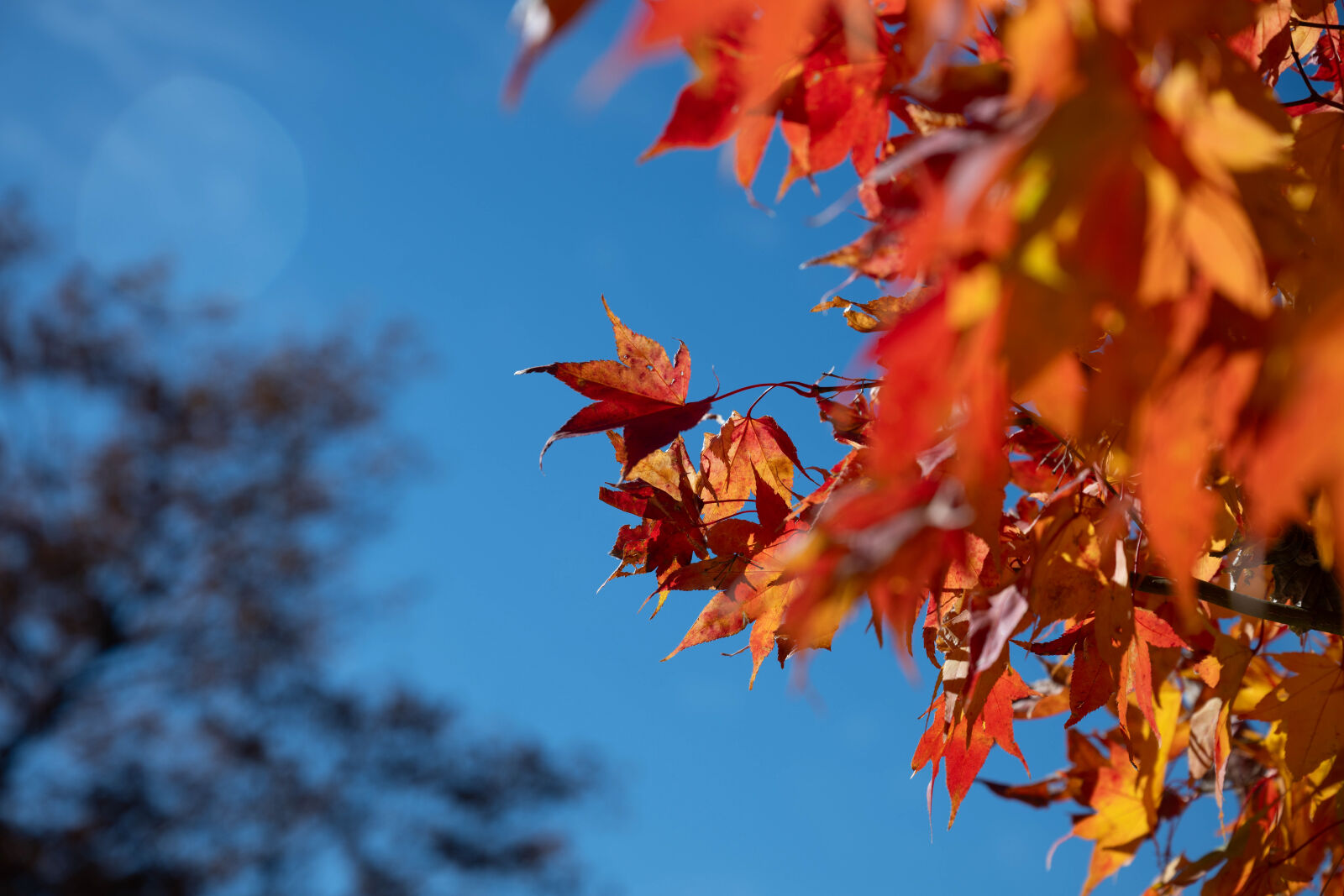 Nikon Nikkor Z 24-70mm F2.8 S sample photo