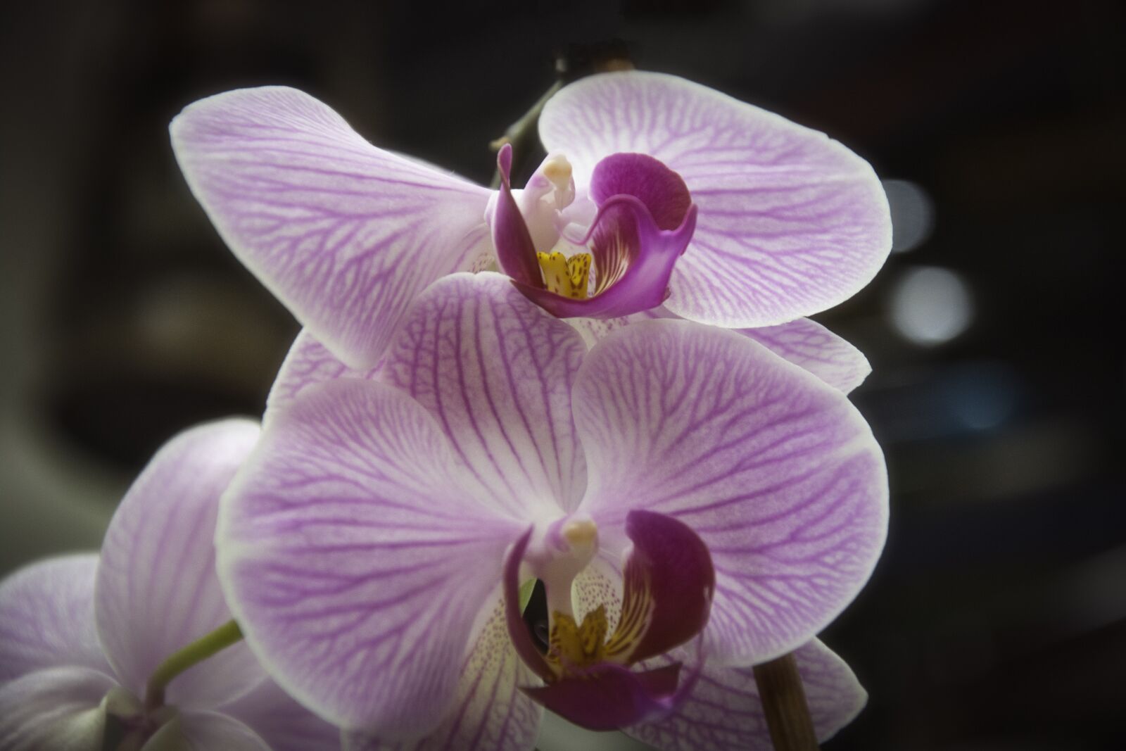 Nikon D5200 sample photo. Flower, nature, beautiful flower photography