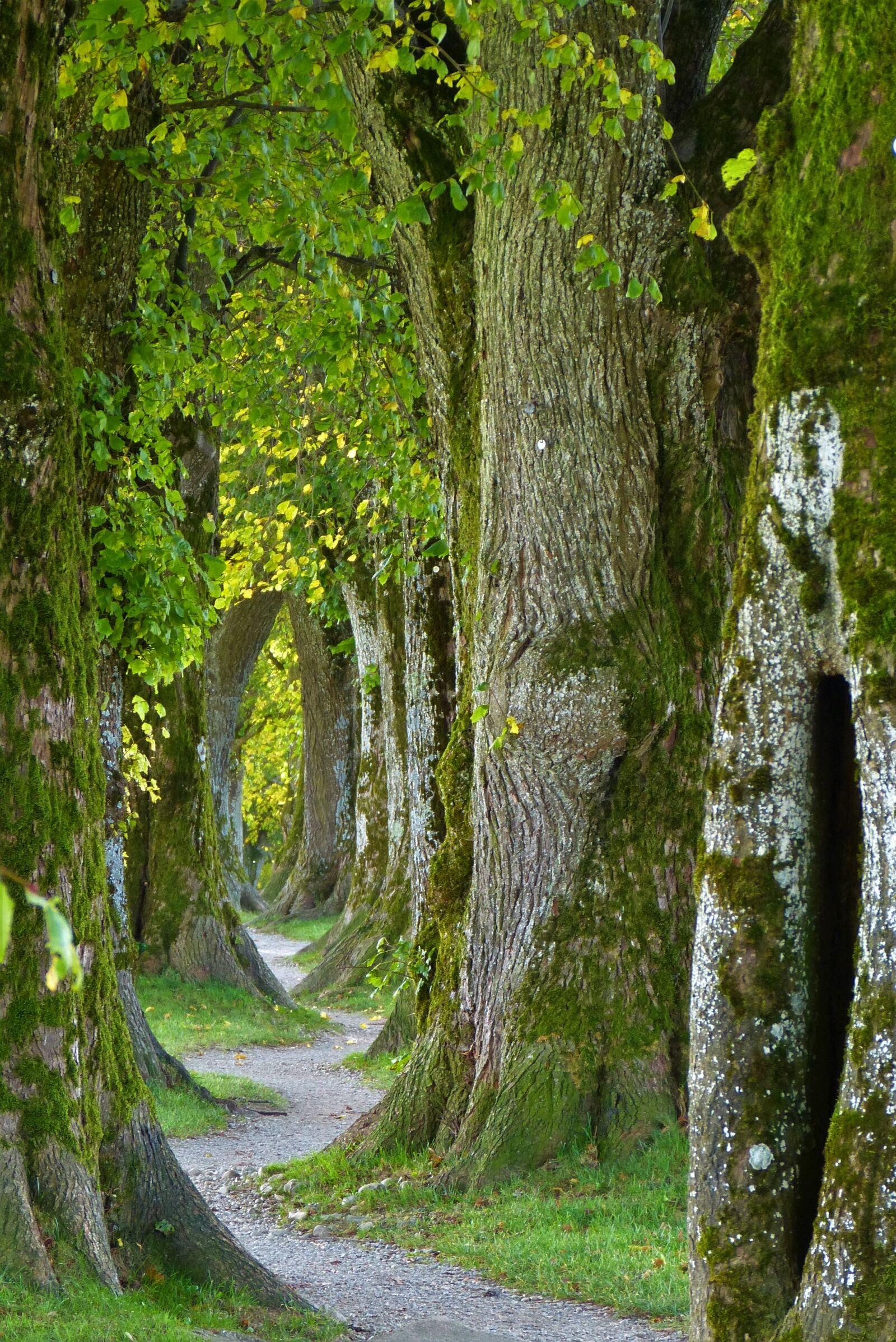 Panasonic Lumix DMC-FZ150 sample photo. Trees, path, trail photography