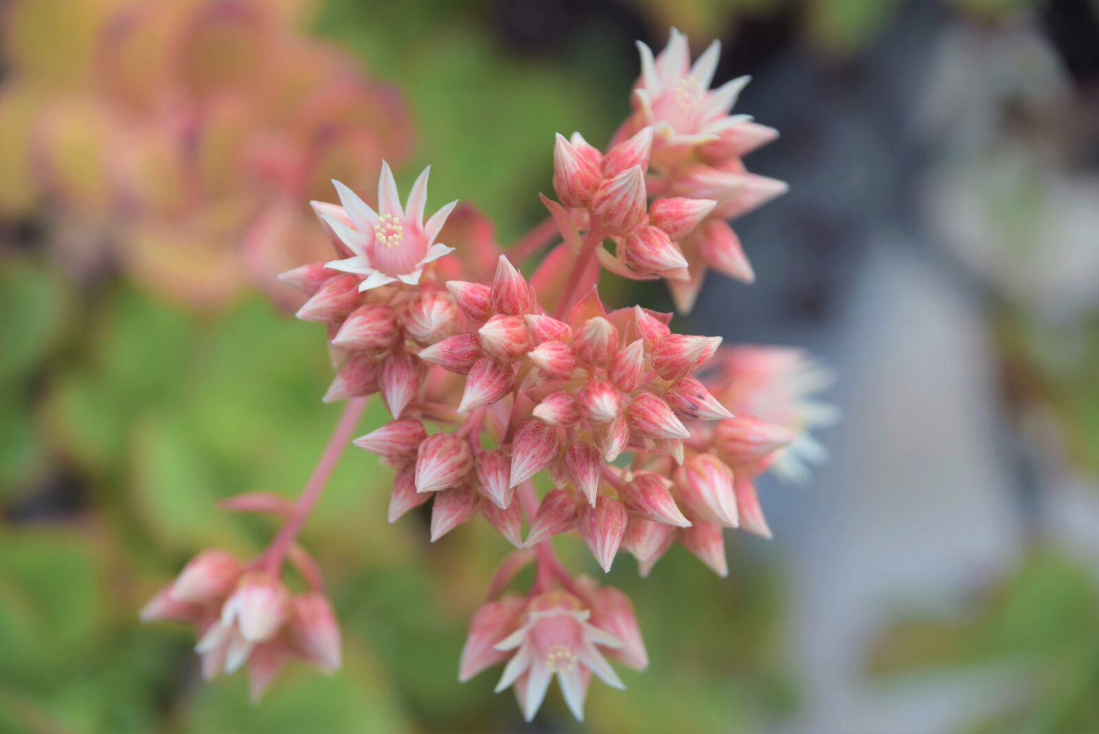 Nikon D3300 sample photo. Succulent life, succulent, botany photography