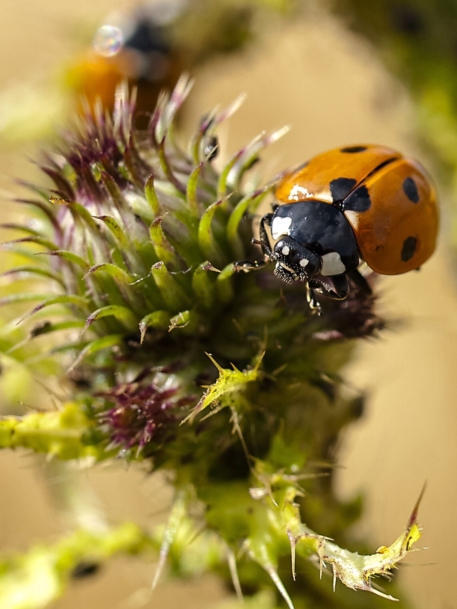 Olympus E-520 (EVOLT E-520) + OLYMPUS 35mm Lens sample photo. Ladybug, beetle, insect photography