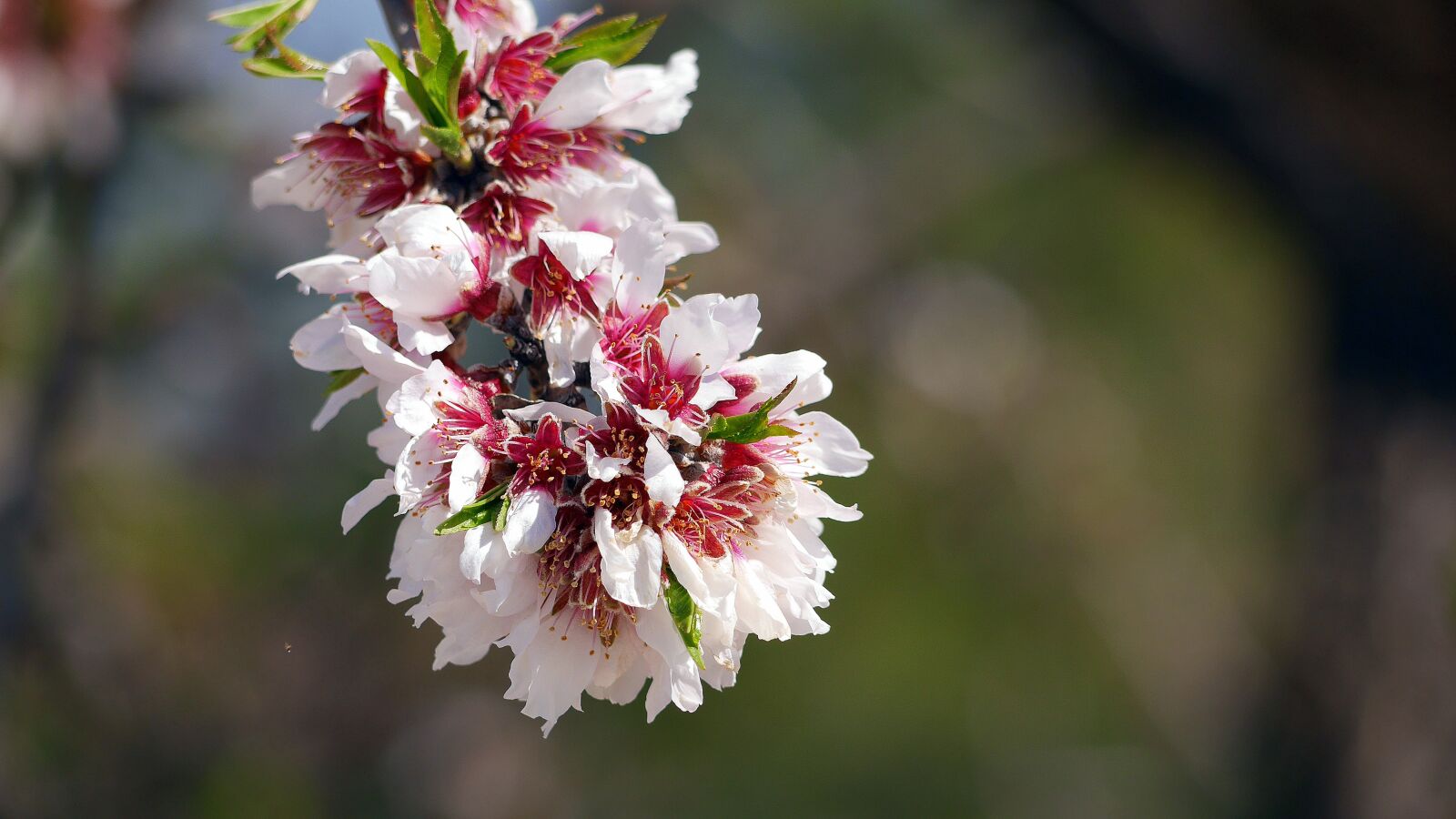 Panasonic Lumix DMC-GX7 sample photo. Flower, landscape, light photography