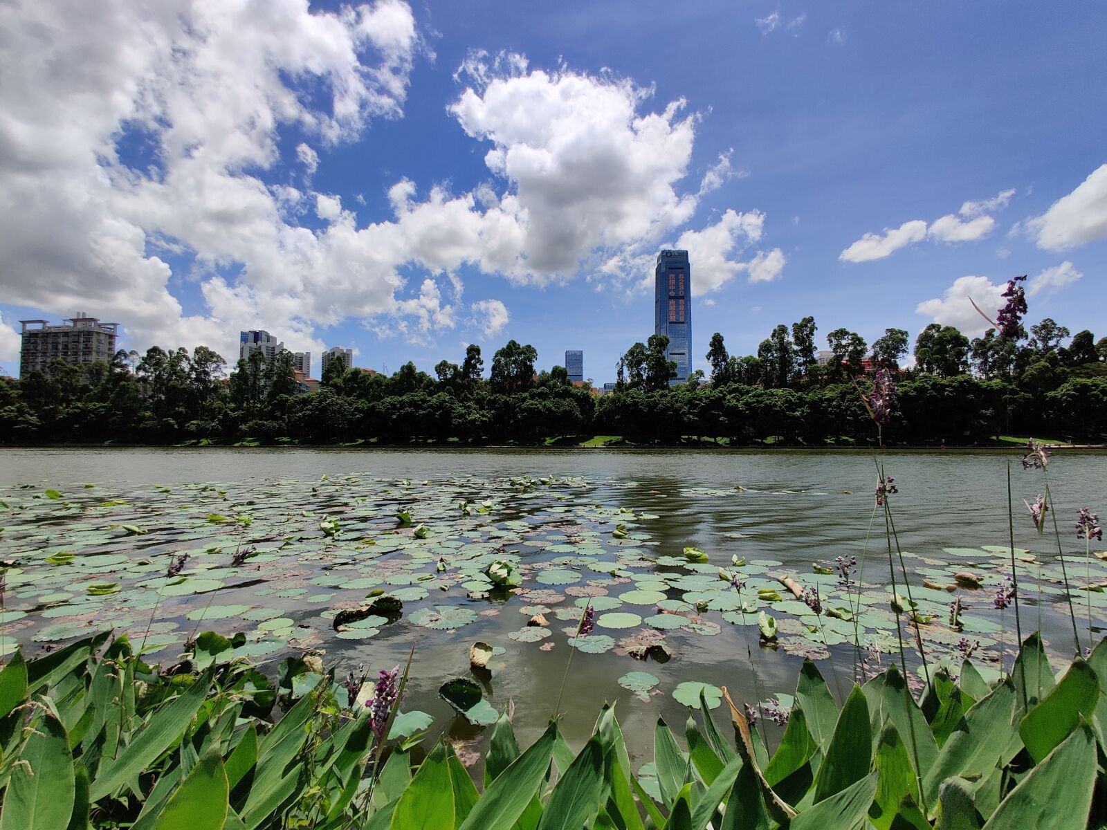 OnePlus HD1900 sample photo. Shenzhen, honghu park, lake photography