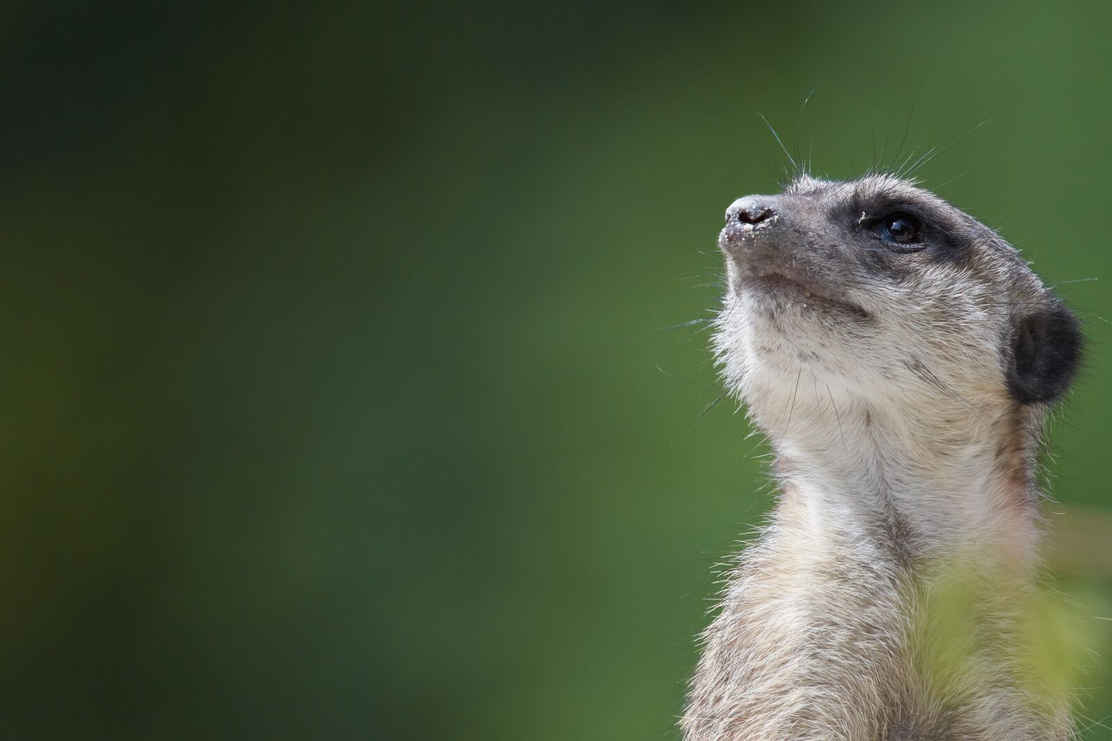 Nikon AF-S Nikkor 200-500mm F5.6E ED VR sample photo. Meerkat, watch, guard photography