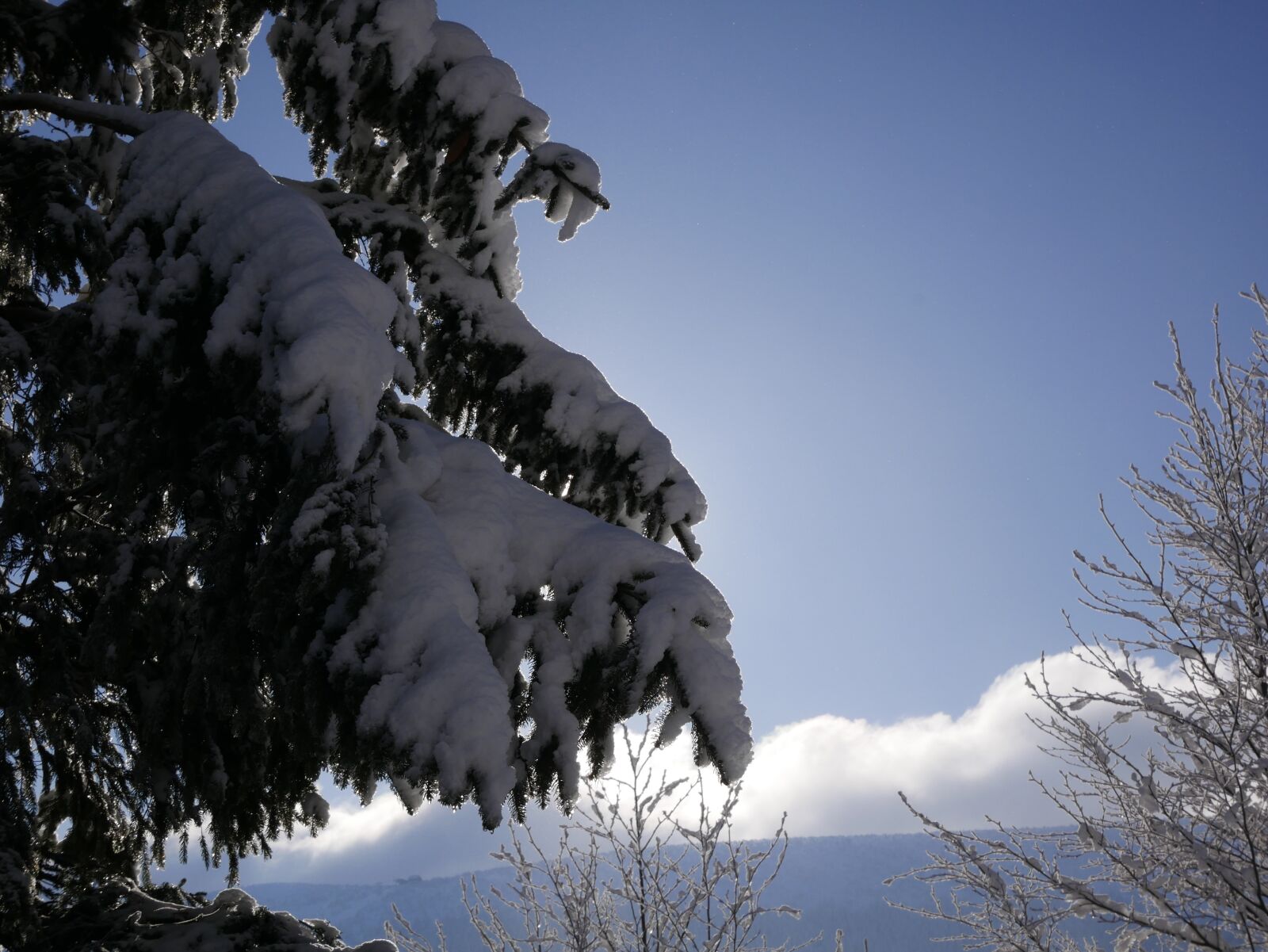 Panasonic Lumix DMC-GX85 (Lumix DMC-GX80 / Lumix DMC-GX7 Mark II) sample photo. Snow, winter, tree photography