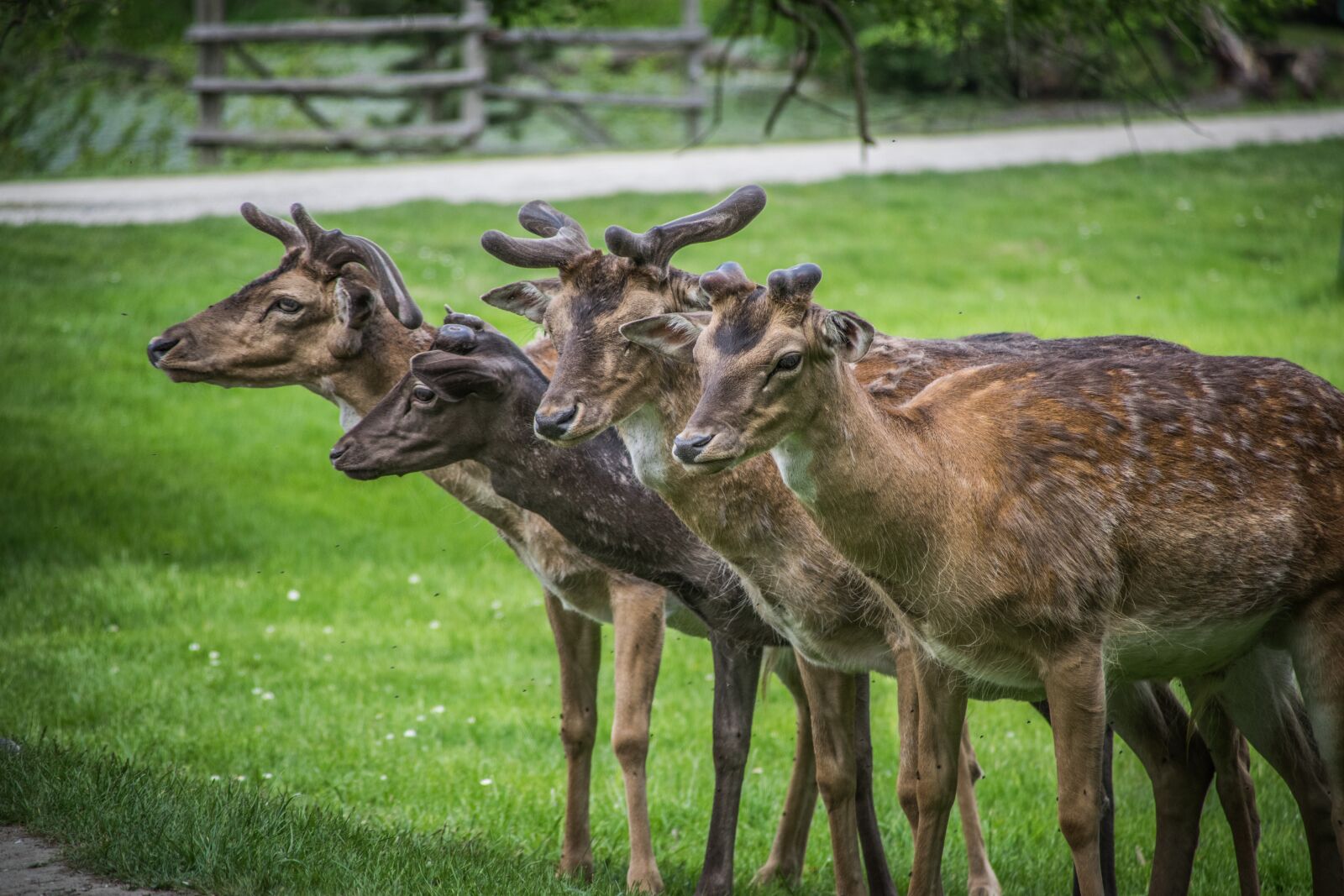Nikon D5300 sample photo. Fallow deer, fauna, animal photography