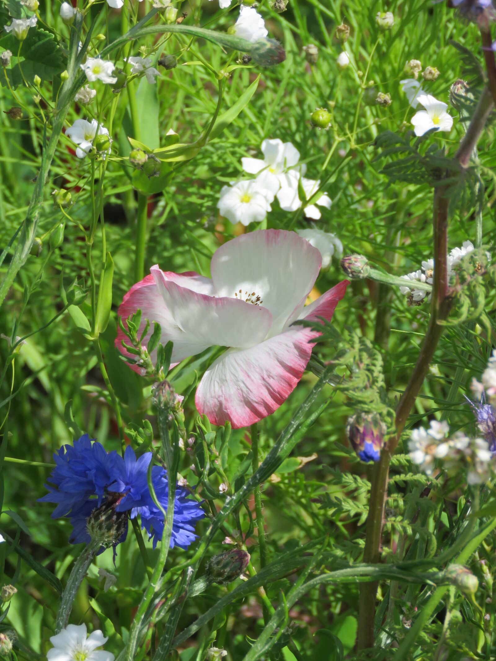 Canon PowerShot SX60 HS sample photo. Flowers, field, summer photography