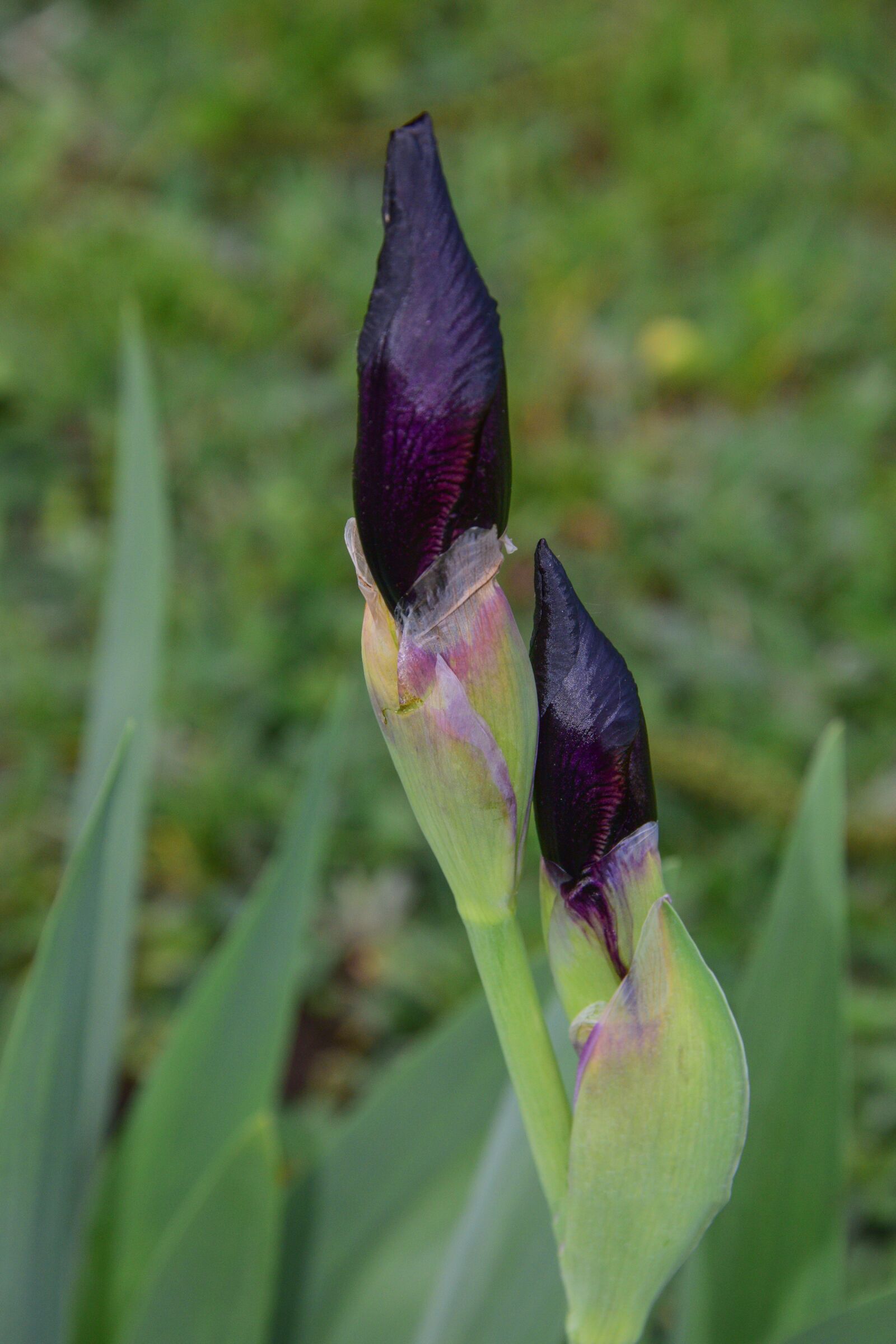 Nikon D3300 sample photo. Flower, garden, summer photography