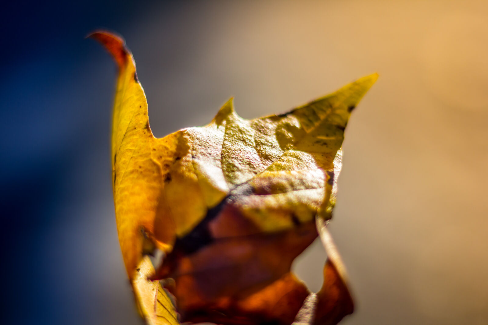 Canon EOS 60D sample photo. Leaf, autumn, dried, yellow photography
