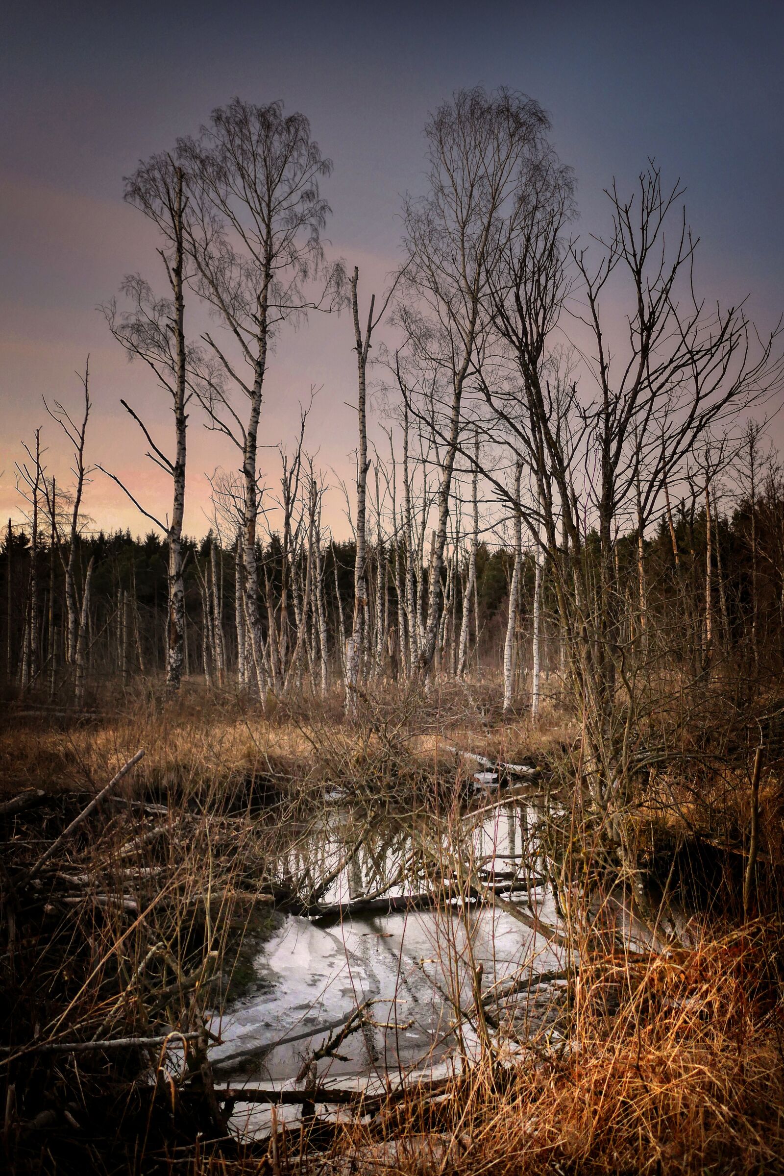 Panasonic Lumix DMC-GX8 sample photo. Abendstimmung, forest, tree damage photography