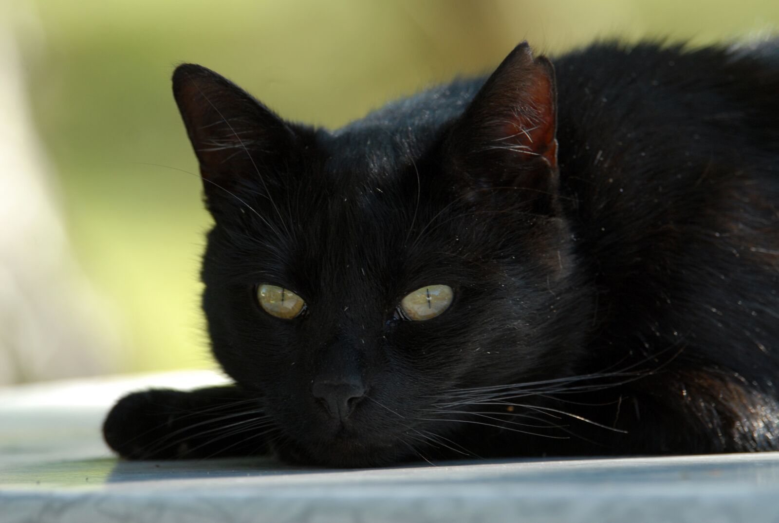 Nikon D200 sample photo. Cat, black cat, mieze photography