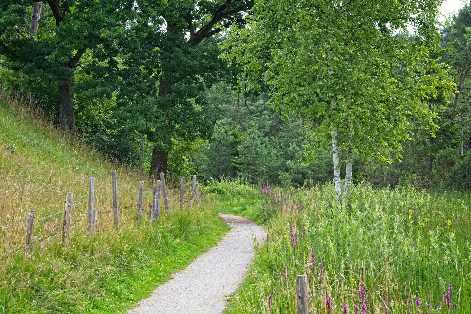 Nikon D7100 sample photo. Trail, nature trail, away photography