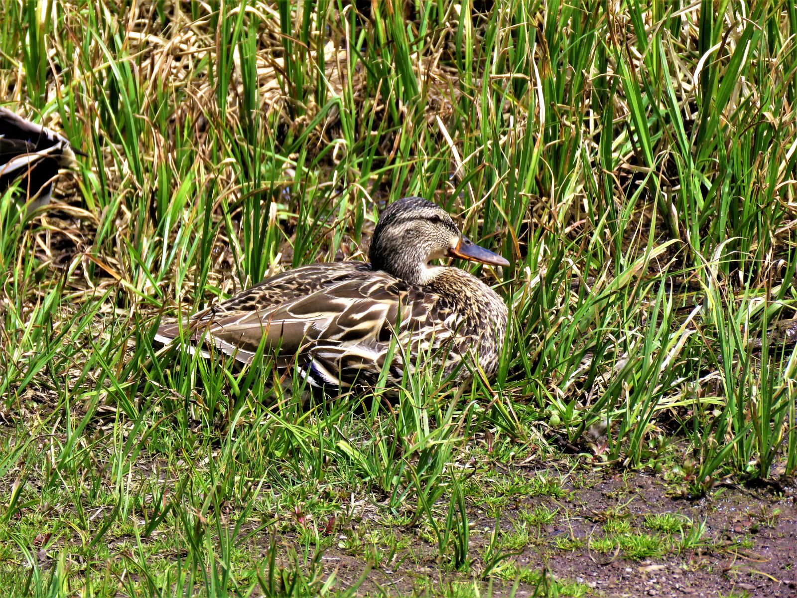 Canon PowerShot SX60 HS sample photo. Waterfowl, wildlife, nature photography