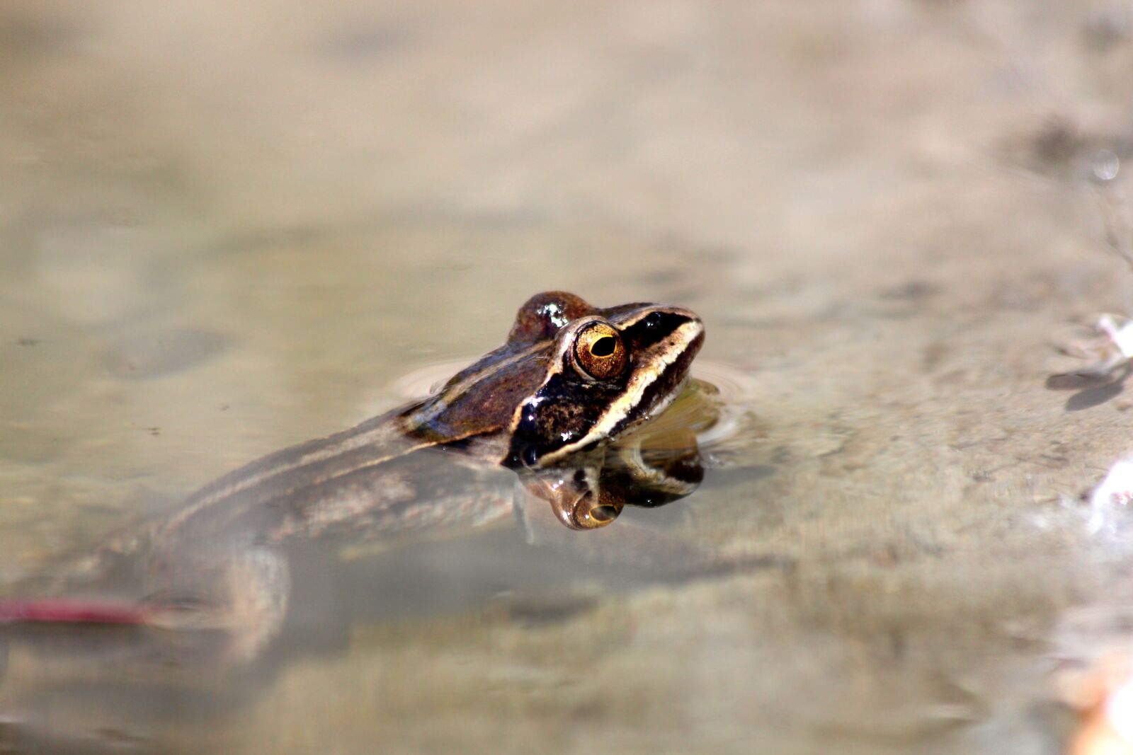 Canon EOS 650D (EOS Rebel T4i / EOS Kiss X6i) sample photo. Moor frog, rana arvalis photography