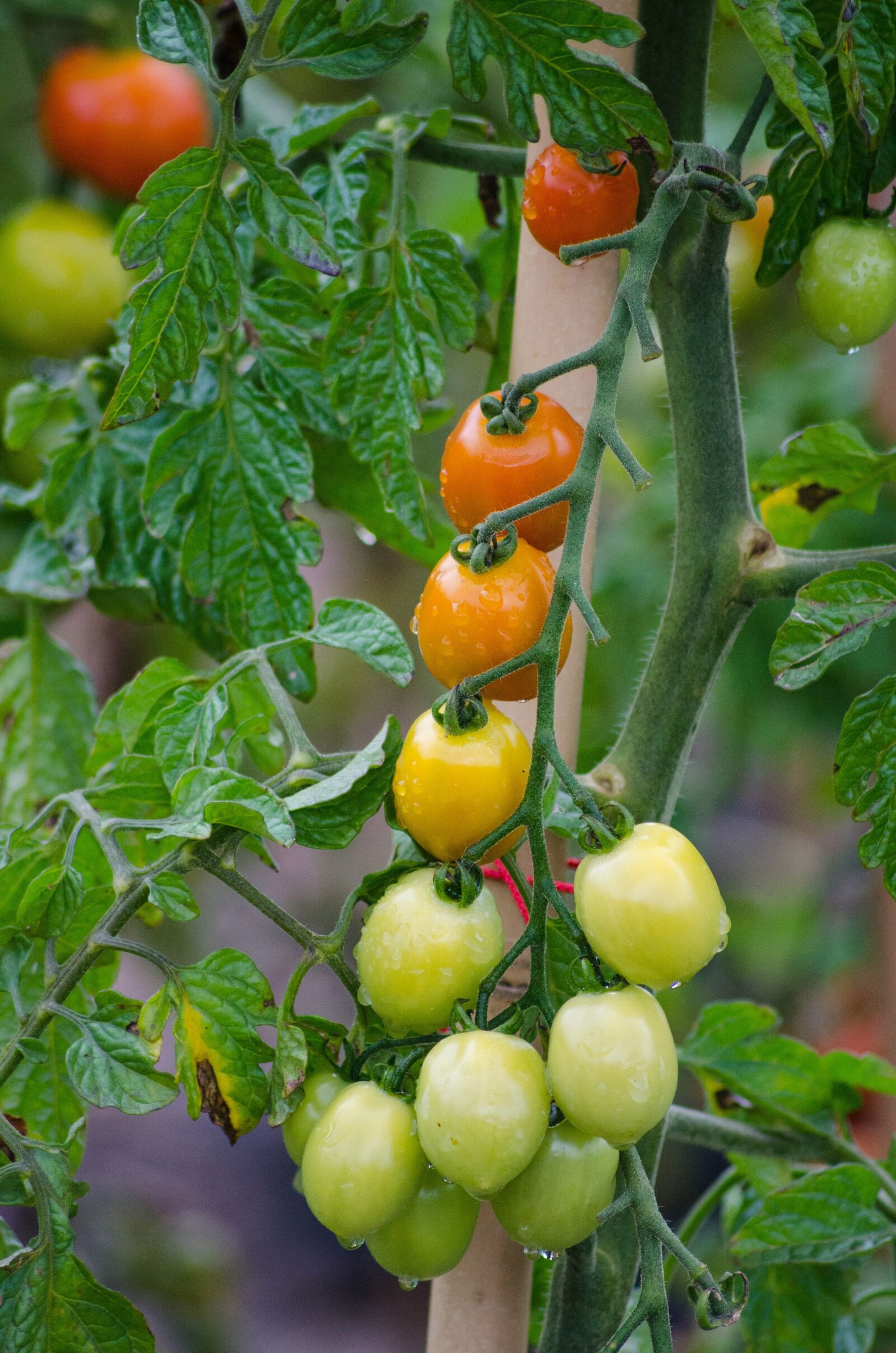 Nikon D5100 sample photo. Tomatoes, vegetables, garden photography