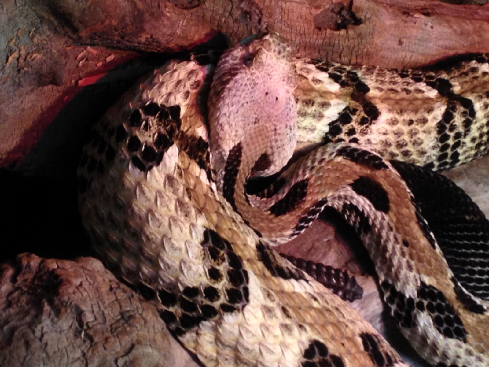 Apple iPhone 4S sample photo. Timber, rattlesnake, reptile, snake photography