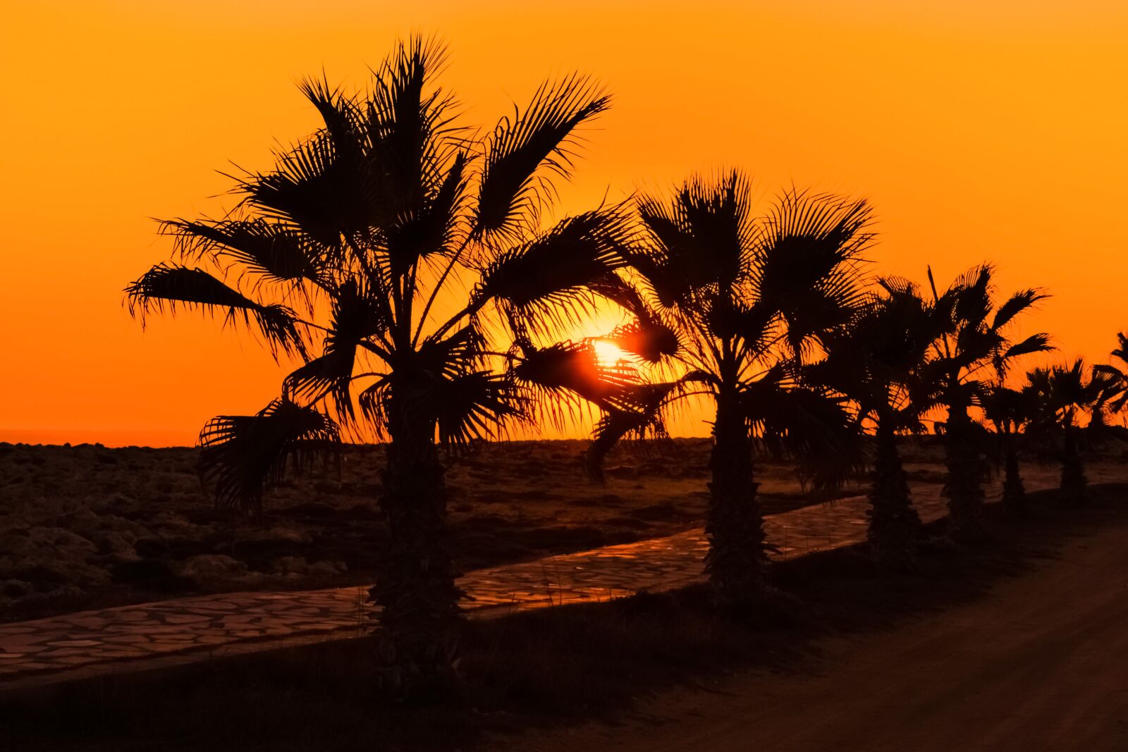 Nikon D3300 sample photo. Palm trees, path, sun photography