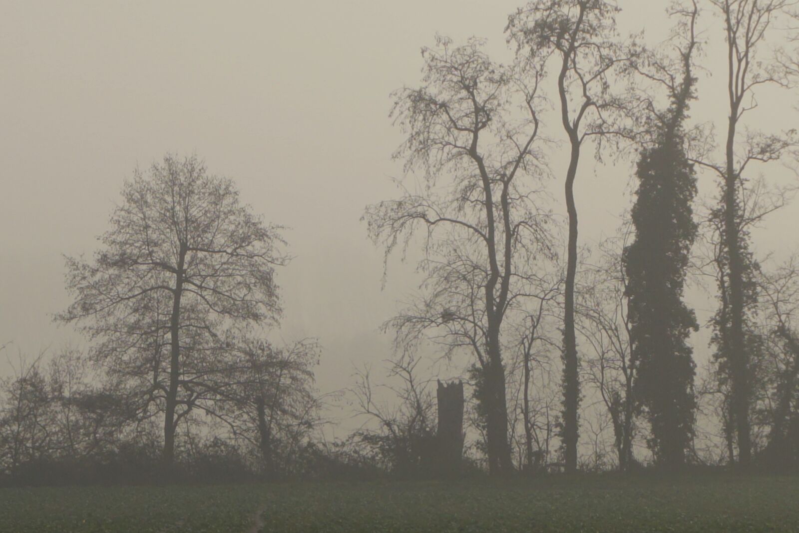 Sony a6000 sample photo. Gloomy, fog, nature photography
