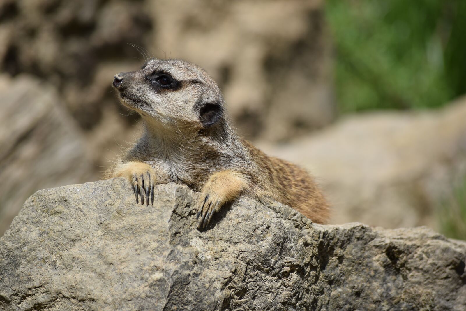 Nikon D3300 sample photo. Opel, zoo, kronberg photography