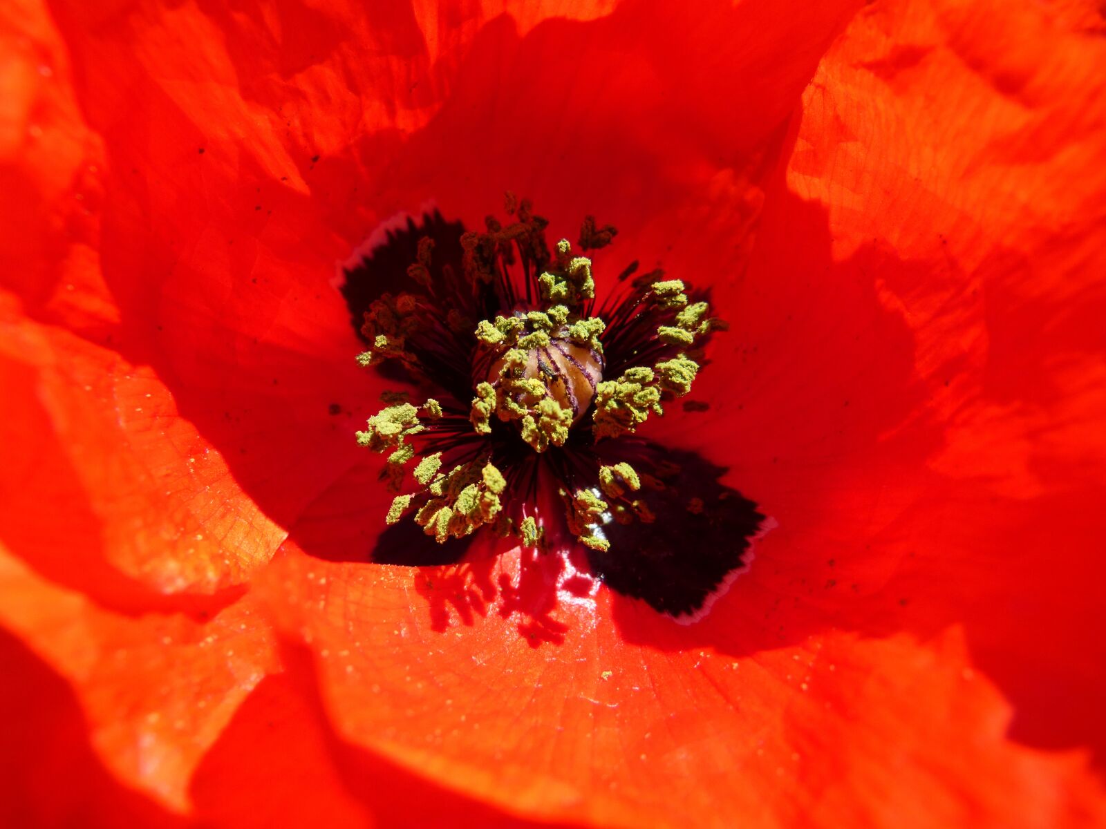 Panasonic DMC-FZ62 sample photo. Poppy, abaol, rosella photography