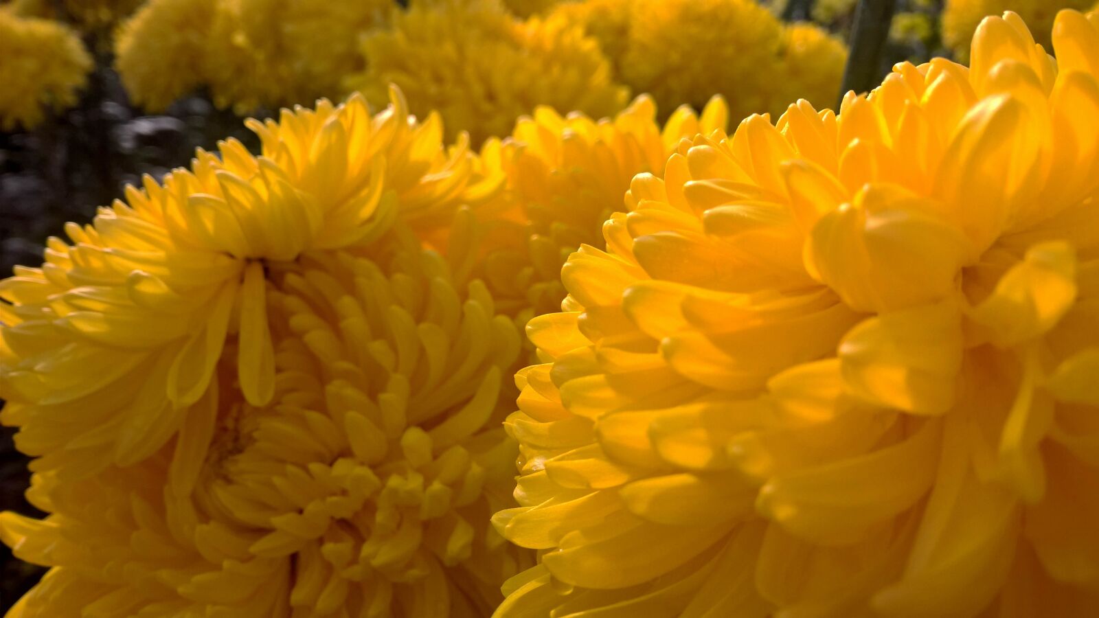 Nokia Lumia 1520 sample photo. Chrysanthemum, autumn, yellow photography