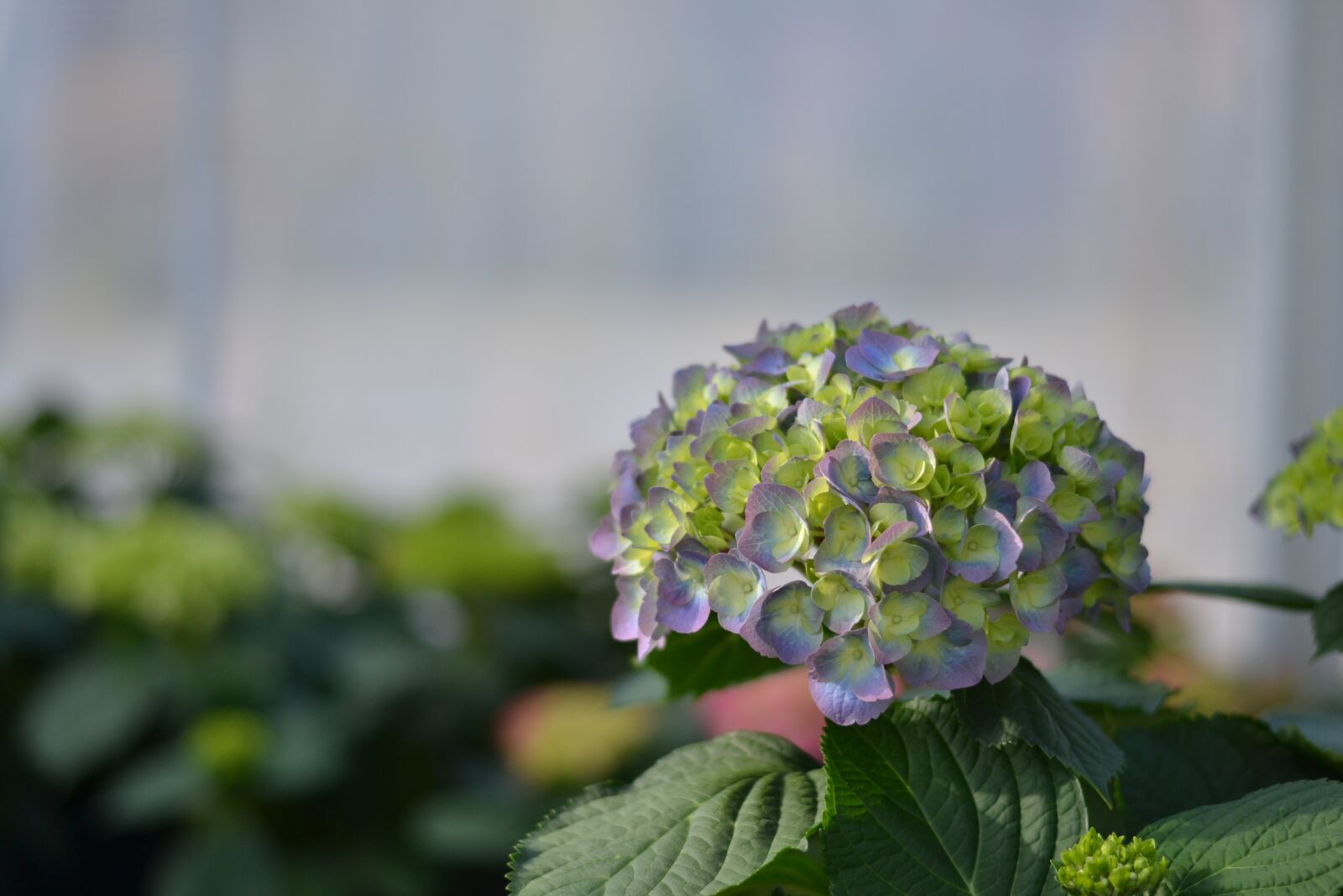 Nikon D3100 sample photo. Hydrangea, plant, flower photography