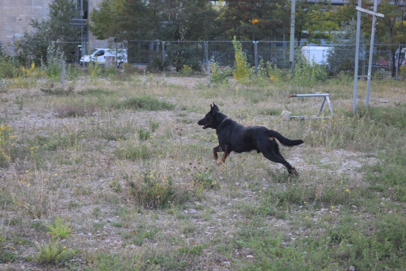 Nikon D3300 sample photo. Beauceron, play, run photography