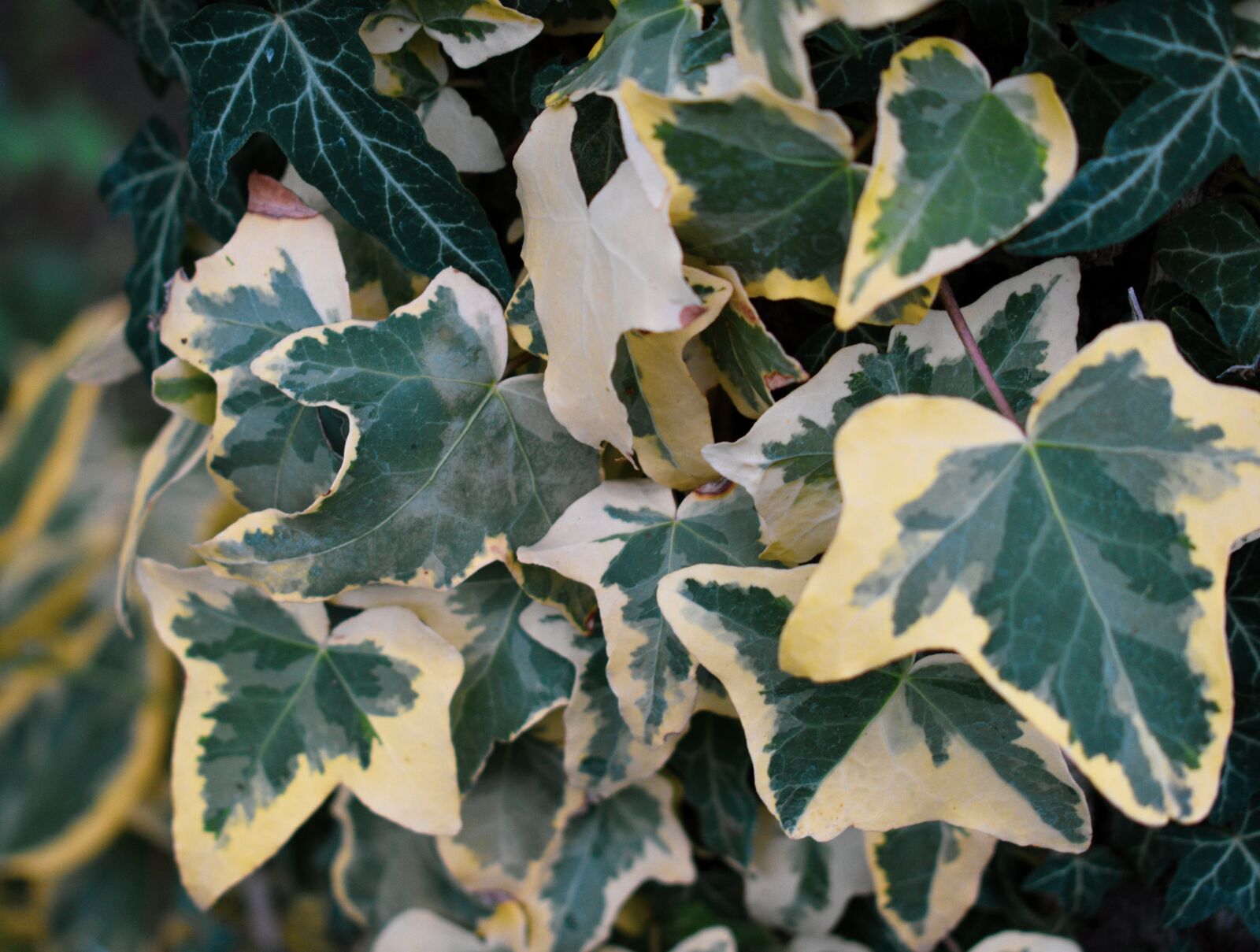 Nikon D3400 sample photo. Ivy, garden, green photography