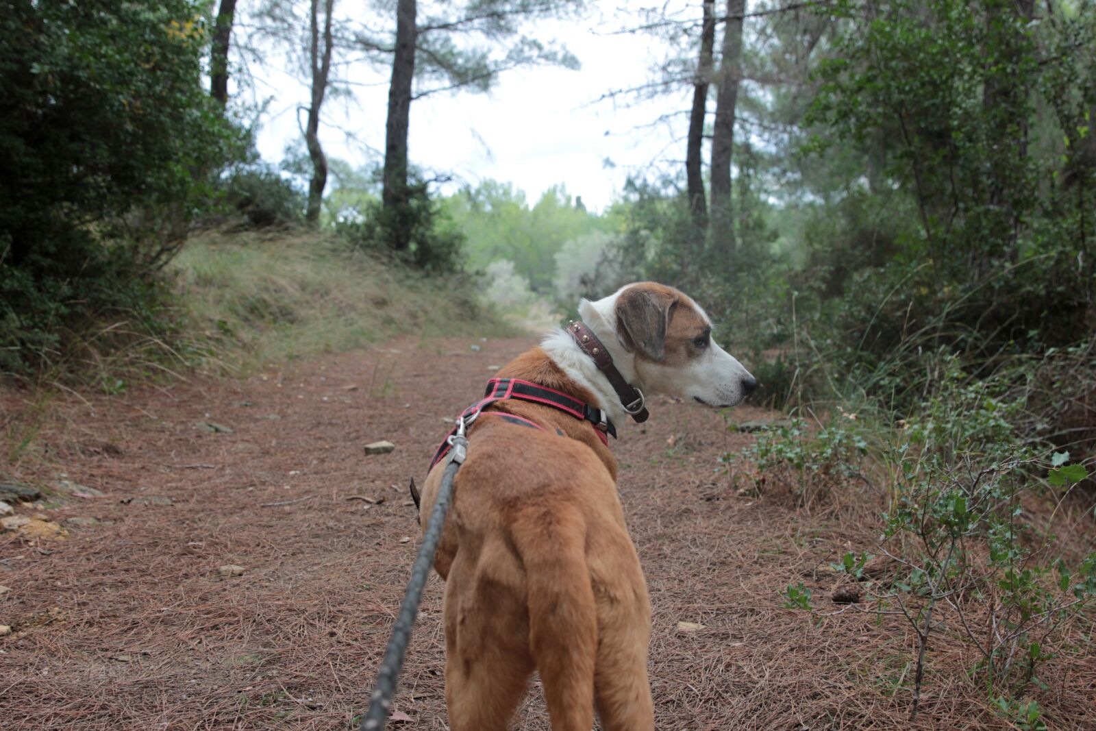 Canon EF 24-70mm F2.8L II USM sample photo. My dog, dog, forest photography