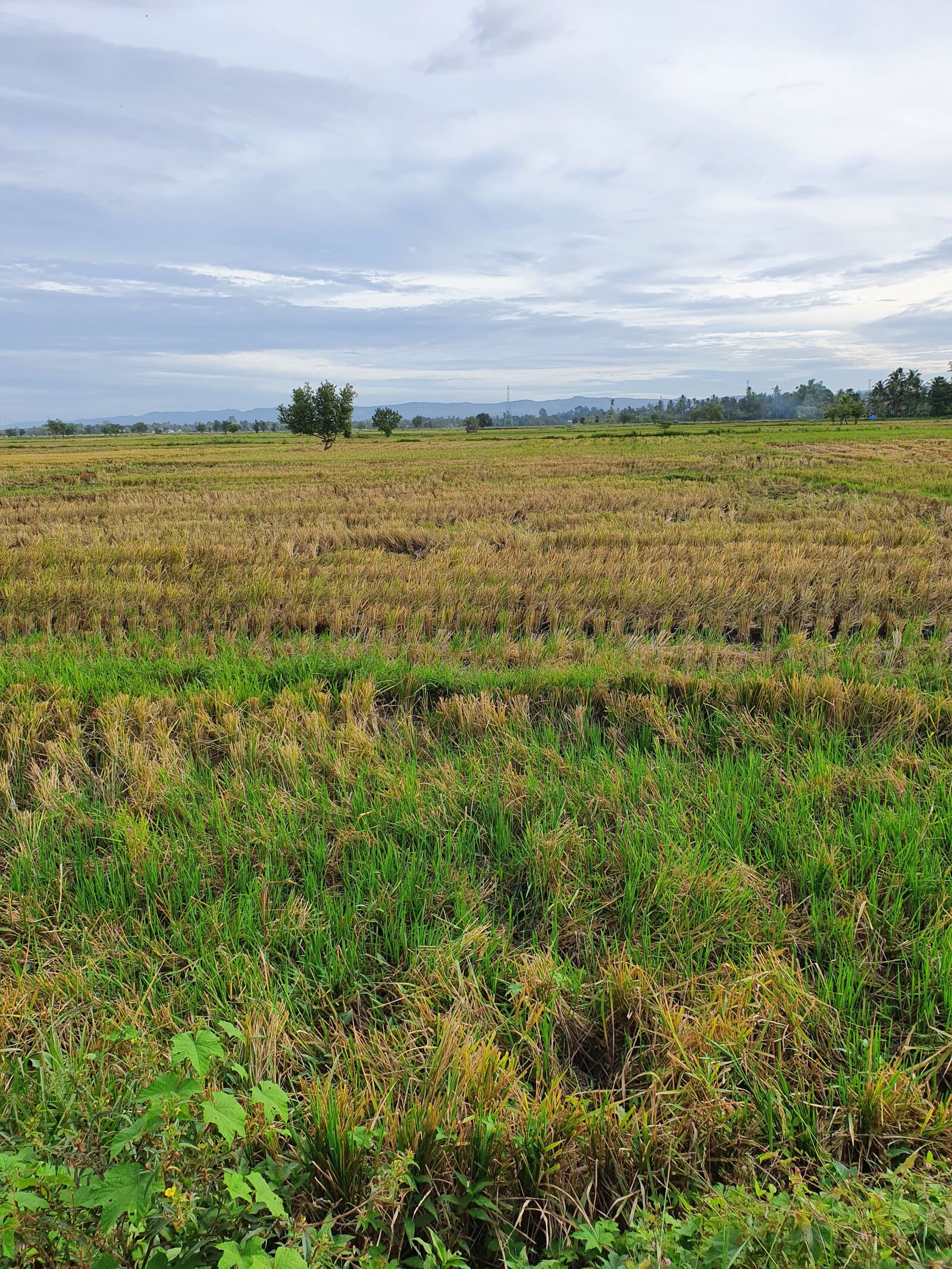 Samsung SM-G975F sample photo. Nature, cloud, mountain grass photography