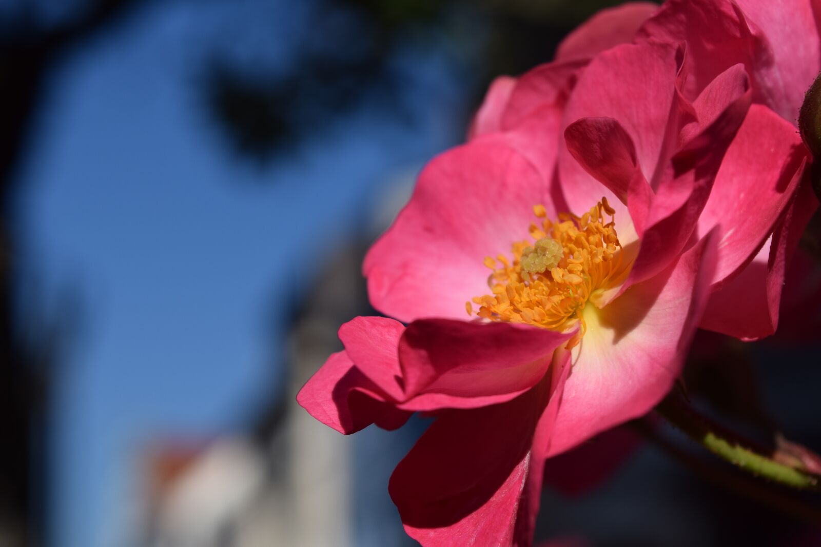 Nikon D3300 sample photo. Wild rose, blossom, bloom photography