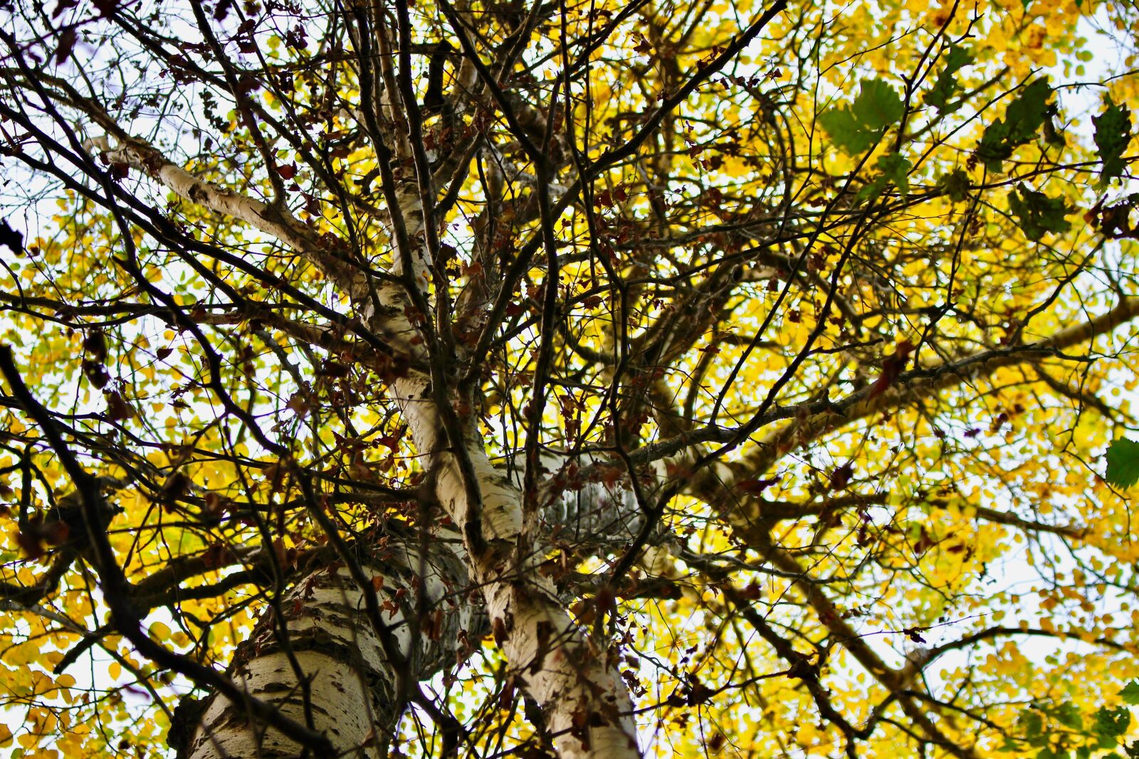 Canon EOS 650D (EOS Rebel T4i / EOS Kiss X6i) + Canon EF-S 18-55mm F3.5-5.6 IS STM sample photo. Branches, tree, fall photography