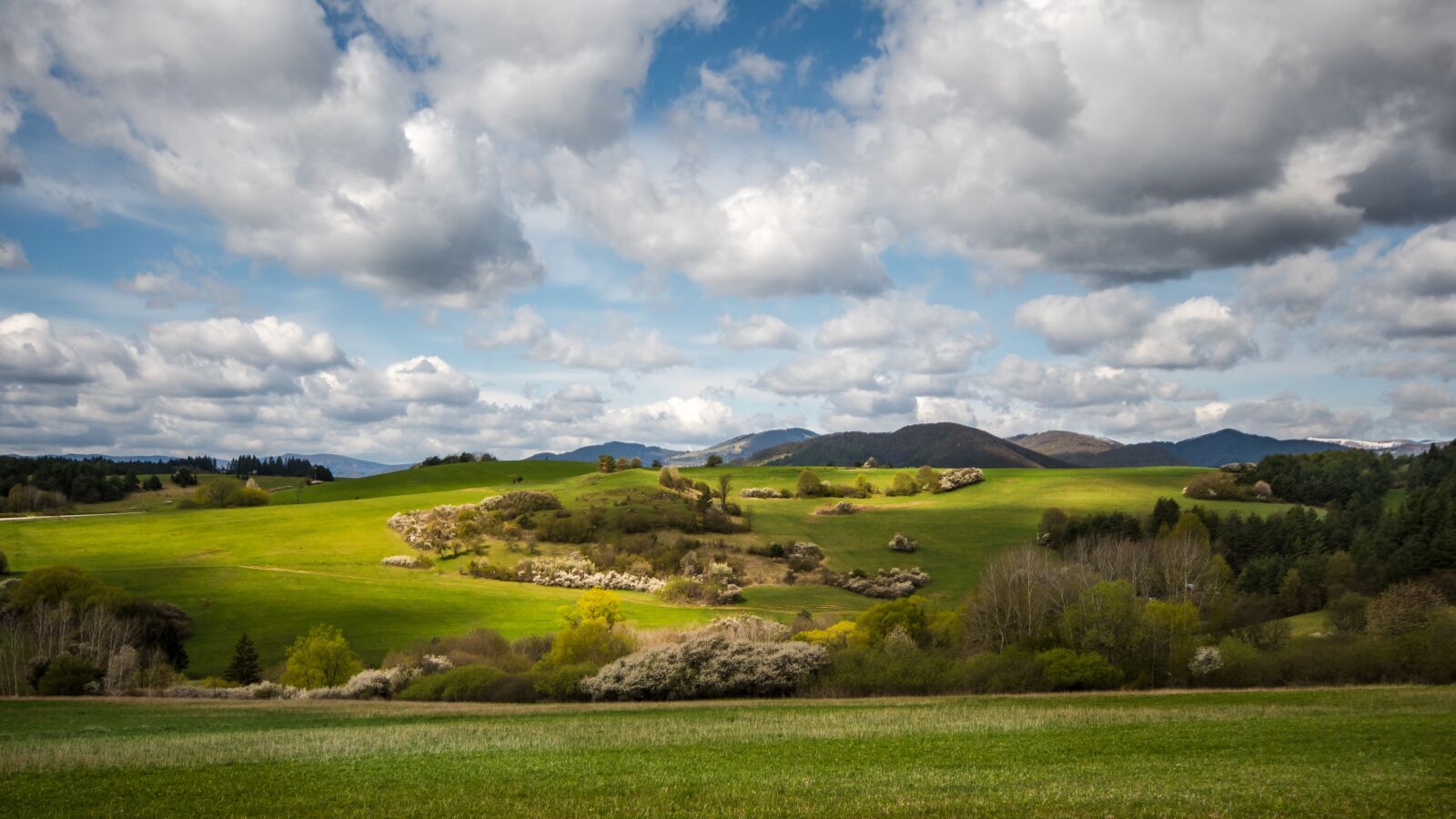 Nikon D500 sample photo. Spring, sun, nature photography