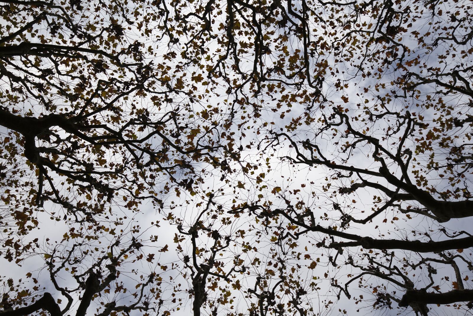 Canon EF 16-35mm F4L IS USM sample photo. Autumn, leaves, trees photography