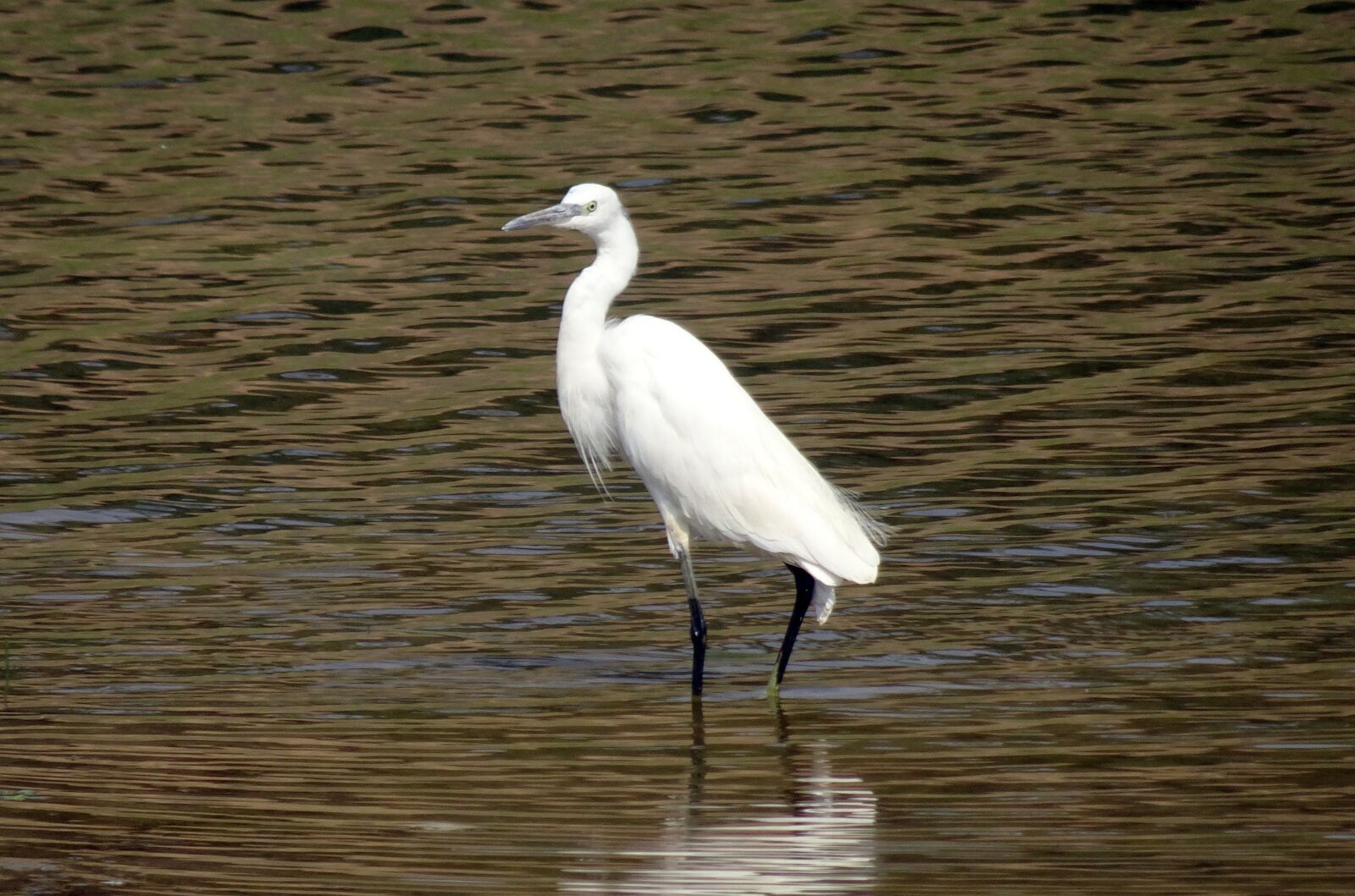 Sony Cyber-shot DSC-HX90V sample photo. Little egret, egretta garzetta photography