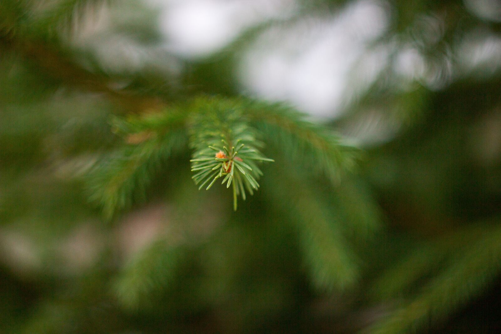 Canon EOS 550D (EOS Rebel T2i / EOS Kiss X4) sample photo. Spruce, needles, branch photography