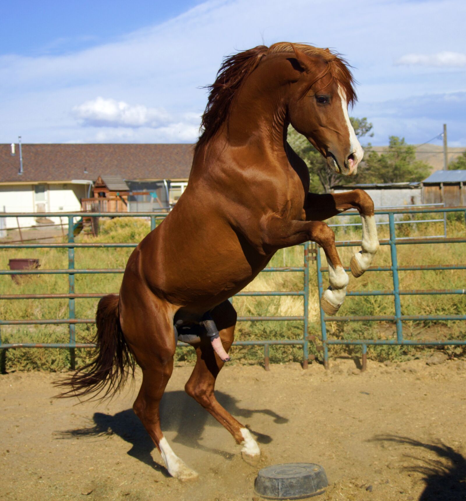 Sony SLT-A77 sample photo. Wild, stallion, horse photography
